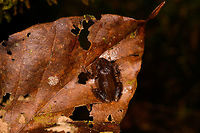 Rainfrog - top view, La Isla Escondida, Colombia Small rainfrog found during our last night in La Isla Escondida. <br />
https://www.jungledragon.com/image/73622/rainfrog_la_isla_escondida_colombia.html<br />
https://www.jungledragon.com/image/73620/rainfrog_-_front_view_la_isla_escondida_colombia.html Colombia,Colombia 2018,Colombia South,Fall,Geotagged,La Isla Escondida,Putumayo,South America,World
