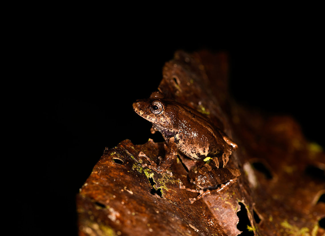 Rainfrog, La Isla Escondida, Colombia Small rainfrog found during our last night in La Isla Escondida. <br />
<figure class="photo"><a href="https://www.jungledragon.com/image/73621/rainfrog_-_top_view_la_isla_escondida_colombia.html" title="Rainfrog - top view, La Isla Escondida, Colombia"><img src="https://s3.amazonaws.com/media.jungledragon.com/images/2/73621_thumb.jpg?AWSAccessKeyId=05GMT0V3GWVNE7GGM1R2&Expires=1759968010&Signature=hFz2tUuCCZBjJ2v1p%2FpwzUldcDA%3D" width="200" height="134" alt="Rainfrog - top view, La Isla Escondida, Colombia Small rainfrog found during our last night in La Isla Escondida. <br />
https://www.jungledragon.com/image/73622/rainfrog_la_isla_escondida_colombia.html<br />
https://www.jungledragon.com/image/73620/rainfrog_-_front_view_la_isla_escondida_colombia.html Colombia,Colombia 2018,Colombia South,Fall,Geotagged,La Isla Escondida,Putumayo,South America,World" /></a></figure><br />
<figure class="photo"><a href="https://www.jungledragon.com/image/73620/rainfrog_-_front_view_la_isla_escondida_colombia.html" title="Rainfrog - front view, La Isla Escondida, Colombia"><img src="https://s3.amazonaws.com/media.jungledragon.com/images/2/73620_thumb.jpg?AWSAccessKeyId=05GMT0V3GWVNE7GGM1R2&Expires=1759968010&Signature=C%2BRZXdb3Q7KH7x6txjIhecuXmDA%3D" width="200" height="200" alt="Rainfrog - front view, La Isla Escondida, Colombia Small rainfrog found during our last night in La Isla Escondida. <br />
https://www.jungledragon.com/image/73622/rainfrog_la_isla_escondida_colombia.html<br />
https://www.jungledragon.com/image/73621/rainfrog_-_top_view_la_isla_escondida_colombia.html Colombia,Colombia 2018,Colombia South,Fall,Geotagged,La Isla Escondida,Putumayo,South America,World" /></a></figure> Colombia,Colombia 2018,Colombia South,Fall,Geotagged,La Isla Escondida,Putumayo,South America,World