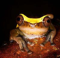 Upper Amazon treefrog - front, La Isla Escondida, Colombia https://www.jungledragon.com/image/73624/upper_amazon_treefrog_-_side_la_isla_escondida_colombia.html<br />
https://www.jungledragon.com/image/73625/upper_amazon_treefrog_-_pose_la_isla_escondida_colombia.html<br />
https://www.jungledragon.com/image/73626/upper_amazon_treefrog_-_side_view_la_isla_escondida_colombia.html<br />
https://www.jungledragon.com/image/73627/upper_amazon_treefrog_-_top_la_isla_escondida_colombia.html<br />
https://www.jungledragon.com/image/73628/upper_amazon_treefrog_-_side_2_la_isla_escondida_colombia.html Colombia,Colombia 2018,Colombia South,Dendropsophus bifurcus,Fall,Geotagged,La Isla Escondida,Putumayo,South America,Upper Amazon treefrog,World