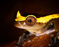 Upper Amazon treefrog - side, La Isla Escondida, Colombia https://www.jungledragon.com/image/73623/upper_amazon_treefrog_-_front_la_isla_escondida_colombia.html<br />
https://www.jungledragon.com/image/73625/upper_amazon_treefrog_-_pose_la_isla_escondida_colombia.html<br />
https://www.jungledragon.com/image/73626/upper_amazon_treefrog_-_side_view_la_isla_escondida_colombia.html<br />
https://www.jungledragon.com/image/73627/upper_amazon_treefrog_-_top_la_isla_escondida_colombia.html<br />
https://www.jungledragon.com/image/73628/upper_amazon_treefrog_-_side_2_la_isla_escondida_colombia.html Colombia,Colombia 2018,Colombia South,Dendropsophus bifurcus,Fall,Geotagged,La Isla Escondida,Putumayo,South America,Upper Amazon treefrog,World