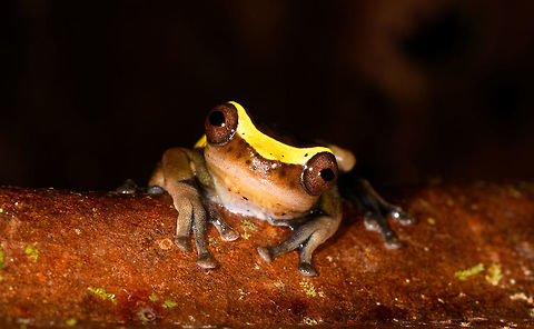 Upper Amazon treefrog - pose, La Isla Escondida, Colombia https://www.jungledragon.com/image/73623/upper_amazon_treefrog_-_front_la_isla_escondida_colombia.html
https://www.jungledragon.com/image/73624/upper_amazon_treefrog_-_side_la_isla_escondida_colombia.html
https://www.jungledragon.com/image/73626/upper_amazon_treefrog_-_side_view_la_isla_escondida_colombia.html
https://www.jungledragon.com/image/73627/upper_amazon_treefrog_-_top_la_isla_escondida_colombia.html
https://www.jungledragon.com/image/73628/upper_amazon_treefrog_-_side_2_la_isla_escondida_colombia.html Colombia,Colombia 2018,Colombia South,Dendropsophus bifurcus,Fall,Geotagged,La Isla Escondida,Putumayo,South America,Upper Amazon treefrog,World