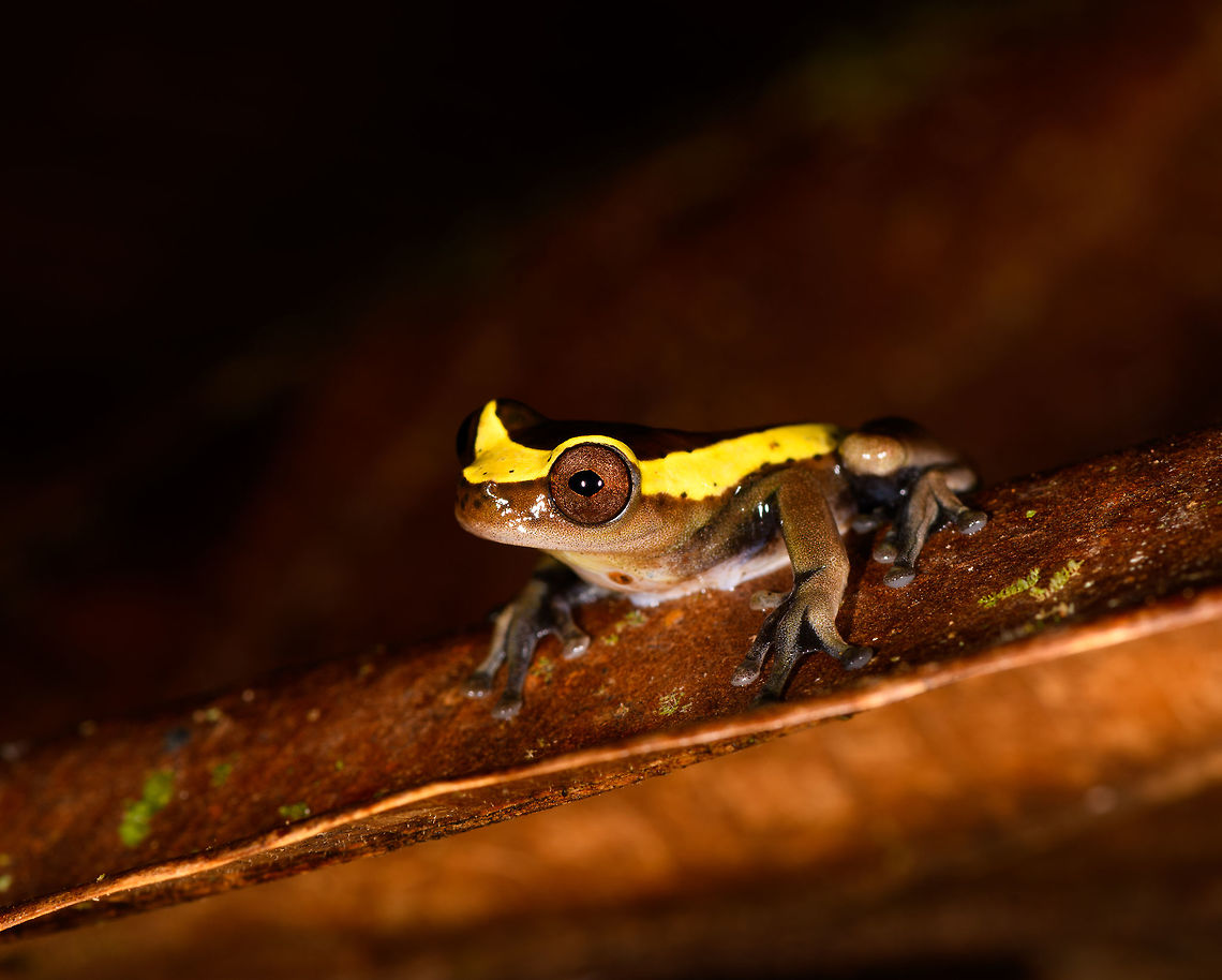 Upper Amazon treefrog - side view, La Isla Escondida, Colombia <figure class="photo"><a href="https://www.jungledragon.com/image/73623/upper_amazon_treefrog_-_front_la_isla_escondida_colombia.html" title="Upper Amazon treefrog - front, La Isla Escondida, Colombia"><img src="https://s3.amazonaws.com/media.jungledragon.com/images/2/73623_thumb.jpg?AWSAccessKeyId=05GMT0V3GWVNE7GGM1R2&Expires=1759968010&Signature=5mHCq%2Fft%2F6e4XOAj4A%2BgAdWWsDs%3D" width="200" height="194" alt="Upper Amazon treefrog - front, La Isla Escondida, Colombia https://www.jungledragon.com/image/73624/upper_amazon_treefrog_-_side_la_isla_escondida_colombia.html<br />
https://www.jungledragon.com/image/73625/upper_amazon_treefrog_-_pose_la_isla_escondida_colombia.html<br />
https://www.jungledragon.com/image/73626/upper_amazon_treefrog_-_side_view_la_isla_escondida_colombia.html<br />
https://www.jungledragon.com/image/73627/upper_amazon_treefrog_-_top_la_isla_escondida_colombia.html<br />
https://www.jungledragon.com/image/73628/upper_amazon_treefrog_-_side_2_la_isla_escondida_colombia.html Colombia,Colombia 2018,Colombia South,Dendropsophus bifurcus,Fall,Geotagged,La Isla Escondida,Putumayo,South America,Upper Amazon treefrog,World" /></a></figure><br />
<figure class="photo"><a href="https://www.jungledragon.com/image/73624/upper_amazon_treefrog_-_side_la_isla_escondida_colombia.html" title="Upper Amazon treefrog - side, La Isla Escondida, Colombia"><img src="https://s3.amazonaws.com/media.jungledragon.com/images/2/73624_thumb.jpg?AWSAccessKeyId=05GMT0V3GWVNE7GGM1R2&Expires=1759968010&Signature=drhtvj4ArzdRGNqTOeFdo4T0BQk%3D" width="200" height="160" alt="Upper Amazon treefrog - side, La Isla Escondida, Colombia https://www.jungledragon.com/image/73623/upper_amazon_treefrog_-_front_la_isla_escondida_colombia.html<br />
https://www.jungledragon.com/image/73625/upper_amazon_treefrog_-_pose_la_isla_escondida_colombia.html<br />
https://www.jungledragon.com/image/73626/upper_amazon_treefrog_-_side_view_la_isla_escondida_colombia.html<br />
https://www.jungledragon.com/image/73627/upper_amazon_treefrog_-_top_la_isla_escondida_colombia.html<br />
https://www.jungledragon.com/image/73628/upper_amazon_treefrog_-_side_2_la_isla_escondida_colombia.html Colombia,Colombia 2018,Colombia South,Dendropsophus bifurcus,Fall,Geotagged,La Isla Escondida,Putumayo,South America,Upper Amazon treefrog,World" /></a></figure><br />
<figure class="photo"><a href="https://www.jungledragon.com/image/73625/upper_amazon_treefrog_-_pose_la_isla_escondida_colombia.html" title="Upper Amazon treefrog - pose, La Isla Escondida, Colombia"><img src="https://s3.amazonaws.com/media.jungledragon.com/images/2/73625_thumb.jpg?AWSAccessKeyId=05GMT0V3GWVNE7GGM1R2&Expires=1759968010&Signature=MMQHNqmBQtJgdh9iNrMbNblYcqk%3D" width="200" height="124" alt="Upper Amazon treefrog - pose, La Isla Escondida, Colombia https://www.jungledragon.com/image/73623/upper_amazon_treefrog_-_front_la_isla_escondida_colombia.html<br />
https://www.jungledragon.com/image/73624/upper_amazon_treefrog_-_side_la_isla_escondida_colombia.html<br />
https://www.jungledragon.com/image/73626/upper_amazon_treefrog_-_side_view_la_isla_escondida_colombia.html<br />
https://www.jungledragon.com/image/73627/upper_amazon_treefrog_-_top_la_isla_escondida_colombia.html<br />
https://www.jungledragon.com/image/73628/upper_amazon_treefrog_-_side_2_la_isla_escondida_colombia.html Colombia,Colombia 2018,Colombia South,Dendropsophus bifurcus,Fall,Geotagged,La Isla Escondida,Putumayo,South America,Upper Amazon treefrog,World" /></a></figure><br />
<figure class="photo"><a href="https://www.jungledragon.com/image/73627/upper_amazon_treefrog_-_top_la_isla_escondida_colombia.html" title="Upper Amazon treefrog - top, La Isla Escondida, Colombia"><img src="https://s3.amazonaws.com/media.jungledragon.com/images/2/73627_thumb.jpg?AWSAccessKeyId=05GMT0V3GWVNE7GGM1R2&Expires=1759968010&Signature=UT3MEu07Z6SKf%2Byo2QqMZPLNio8%3D" width="200" height="160" alt="Upper Amazon treefrog - top, La Isla Escondida, Colombia https://www.jungledragon.com/image/73623/upper_amazon_treefrog_-_front_la_isla_escondida_colombia.html<br />
https://www.jungledragon.com/image/73624/upper_amazon_treefrog_-_side_la_isla_escondida_colombia.html<br />
https://www.jungledragon.com/image/73625/upper_amazon_treefrog_-_pose_la_isla_escondida_colombia.html<br />
https://www.jungledragon.com/image/73626/upper_amazon_treefrog_-_side_view_la_isla_escondida_colombia.html<br />
https://www.jungledragon.com/image/73628/upper_amazon_treefrog_-_side_2_la_isla_escondida_colombia.html Colombia,Colombia 2018,Colombia South,Dendropsophus bifurcus,Fall,Geotagged,La Isla Escondida,Putumayo,South America,Upper Amazon treefrog,World" /></a></figure><br />
<figure class="photo"><a href="https://www.jungledragon.com/image/73628/upper_amazon_treefrog_-_side_2_la_isla_escondida_colombia.html" title="Upper Amazon treefrog - side 2, La Isla Escondida, Colombia"><img src="https://s3.amazonaws.com/media.jungledragon.com/images/2/73628_thumb.jpg?AWSAccessKeyId=05GMT0V3GWVNE7GGM1R2&Expires=1759968010&Signature=lQgYd%2BDr1l2MThTB1tiW5whZ4%2Fw%3D" width="200" height="132" alt="Upper Amazon treefrog - side 2, La Isla Escondida, Colombia https://www.jungledragon.com/image/73623/upper_amazon_treefrog_-_front_la_isla_escondida_colombia.html<br />
https://www.jungledragon.com/image/73624/upper_amazon_treefrog_-_side_la_isla_escondida_colombia.html<br />
https://www.jungledragon.com/image/73625/upper_amazon_treefrog_-_pose_la_isla_escondida_colombia.html<br />
https://www.jungledragon.com/image/73626/upper_amazon_treefrog_-_side_view_la_isla_escondida_colombia.html<br />
https://www.jungledragon.com/image/73627/upper_amazon_treefrog_-_top_la_isla_escondida_colombia.html Colombia,Colombia 2018,Colombia South,Dendropsophus bifurcus,Fall,Geotagged,La Isla Escondida,Putumayo,South America,Upper Amazon treefrog,World" /></a></figure> Colombia,Colombia 2018,Colombia South,Dendropsophus bifurcus,Fall,Geotagged,La Isla Escondida,Putumayo,South America,Upper Amazon treefrog,World