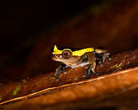 Upper Amazon treefrog - side view, La Isla Escondida, Colombia https://www.jungledragon.com/image/73623/upper_amazon_treefrog_-_front_la_isla_escondida_colombia.html<br />
https://www.jungledragon.com/image/73624/upper_amazon_treefrog_-_side_la_isla_escondida_colombia.html<br />
https://www.jungledragon.com/image/73625/upper_amazon_treefrog_-_pose_la_isla_escondida_colombia.html<br />
https://www.jungledragon.com/image/73627/upper_amazon_treefrog_-_top_la_isla_escondida_colombia.html<br />
https://www.jungledragon.com/image/73628/upper_amazon_treefrog_-_side_2_la_isla_escondida_colombia.html Colombia,Colombia 2018,Colombia South,Dendropsophus bifurcus,Fall,Geotagged,La Isla Escondida,Putumayo,South America,Upper Amazon treefrog,World