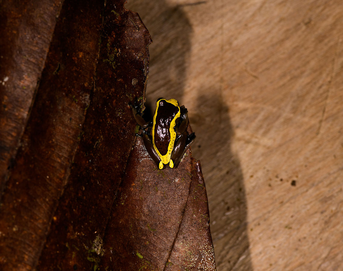 Upper Amazon treefrog - top, La Isla Escondida, Colombia <figure class="photo"><a href="https://www.jungledragon.com/image/73623/upper_amazon_treefrog_-_front_la_isla_escondida_colombia.html" title="Upper Amazon treefrog - front, La Isla Escondida, Colombia"><img src="https://s3.amazonaws.com/media.jungledragon.com/images/2/73623_thumb.jpg?AWSAccessKeyId=05GMT0V3GWVNE7GGM1R2&Expires=1759968010&Signature=5mHCq%2Fft%2F6e4XOAj4A%2BgAdWWsDs%3D" width="200" height="194" alt="Upper Amazon treefrog - front, La Isla Escondida, Colombia https://www.jungledragon.com/image/73624/upper_amazon_treefrog_-_side_la_isla_escondida_colombia.html<br />
https://www.jungledragon.com/image/73625/upper_amazon_treefrog_-_pose_la_isla_escondida_colombia.html<br />
https://www.jungledragon.com/image/73626/upper_amazon_treefrog_-_side_view_la_isla_escondida_colombia.html<br />
https://www.jungledragon.com/image/73627/upper_amazon_treefrog_-_top_la_isla_escondida_colombia.html<br />
https://www.jungledragon.com/image/73628/upper_amazon_treefrog_-_side_2_la_isla_escondida_colombia.html Colombia,Colombia 2018,Colombia South,Dendropsophus bifurcus,Fall,Geotagged,La Isla Escondida,Putumayo,South America,Upper Amazon treefrog,World" /></a></figure><br />
<figure class="photo"><a href="https://www.jungledragon.com/image/73624/upper_amazon_treefrog_-_side_la_isla_escondida_colombia.html" title="Upper Amazon treefrog - side, La Isla Escondida, Colombia"><img src="https://s3.amazonaws.com/media.jungledragon.com/images/2/73624_thumb.jpg?AWSAccessKeyId=05GMT0V3GWVNE7GGM1R2&Expires=1759968010&Signature=drhtvj4ArzdRGNqTOeFdo4T0BQk%3D" width="200" height="160" alt="Upper Amazon treefrog - side, La Isla Escondida, Colombia https://www.jungledragon.com/image/73623/upper_amazon_treefrog_-_front_la_isla_escondida_colombia.html<br />
https://www.jungledragon.com/image/73625/upper_amazon_treefrog_-_pose_la_isla_escondida_colombia.html<br />
https://www.jungledragon.com/image/73626/upper_amazon_treefrog_-_side_view_la_isla_escondida_colombia.html<br />
https://www.jungledragon.com/image/73627/upper_amazon_treefrog_-_top_la_isla_escondida_colombia.html<br />
https://www.jungledragon.com/image/73628/upper_amazon_treefrog_-_side_2_la_isla_escondida_colombia.html Colombia,Colombia 2018,Colombia South,Dendropsophus bifurcus,Fall,Geotagged,La Isla Escondida,Putumayo,South America,Upper Amazon treefrog,World" /></a></figure><br />
<figure class="photo"><a href="https://www.jungledragon.com/image/73625/upper_amazon_treefrog_-_pose_la_isla_escondida_colombia.html" title="Upper Amazon treefrog - pose, La Isla Escondida, Colombia"><img src="https://s3.amazonaws.com/media.jungledragon.com/images/2/73625_thumb.jpg?AWSAccessKeyId=05GMT0V3GWVNE7GGM1R2&Expires=1759968010&Signature=MMQHNqmBQtJgdh9iNrMbNblYcqk%3D" width="200" height="124" alt="Upper Amazon treefrog - pose, La Isla Escondida, Colombia https://www.jungledragon.com/image/73623/upper_amazon_treefrog_-_front_la_isla_escondida_colombia.html<br />
https://www.jungledragon.com/image/73624/upper_amazon_treefrog_-_side_la_isla_escondida_colombia.html<br />
https://www.jungledragon.com/image/73626/upper_amazon_treefrog_-_side_view_la_isla_escondida_colombia.html<br />
https://www.jungledragon.com/image/73627/upper_amazon_treefrog_-_top_la_isla_escondida_colombia.html<br />
https://www.jungledragon.com/image/73628/upper_amazon_treefrog_-_side_2_la_isla_escondida_colombia.html Colombia,Colombia 2018,Colombia South,Dendropsophus bifurcus,Fall,Geotagged,La Isla Escondida,Putumayo,South America,Upper Amazon treefrog,World" /></a></figure><br />
<figure class="photo"><a href="https://www.jungledragon.com/image/73626/upper_amazon_treefrog_-_side_view_la_isla_escondida_colombia.html" title="Upper Amazon treefrog - side view, La Isla Escondida, Colombia"><img src="https://s3.amazonaws.com/media.jungledragon.com/images/2/73626_thumb.jpg?AWSAccessKeyId=05GMT0V3GWVNE7GGM1R2&Expires=1759968010&Signature=iKovwtM41u42dLTPnfq3D4sd6kU%3D" width="200" height="162" alt="Upper Amazon treefrog - side view, La Isla Escondida, Colombia https://www.jungledragon.com/image/73623/upper_amazon_treefrog_-_front_la_isla_escondida_colombia.html<br />
https://www.jungledragon.com/image/73624/upper_amazon_treefrog_-_side_la_isla_escondida_colombia.html<br />
https://www.jungledragon.com/image/73625/upper_amazon_treefrog_-_pose_la_isla_escondida_colombia.html<br />
https://www.jungledragon.com/image/73627/upper_amazon_treefrog_-_top_la_isla_escondida_colombia.html<br />
https://www.jungledragon.com/image/73628/upper_amazon_treefrog_-_side_2_la_isla_escondida_colombia.html Colombia,Colombia 2018,Colombia South,Dendropsophus bifurcus,Fall,Geotagged,La Isla Escondida,Putumayo,South America,Upper Amazon treefrog,World" /></a></figure><br />
<figure class="photo"><a href="https://www.jungledragon.com/image/73628/upper_amazon_treefrog_-_side_2_la_isla_escondida_colombia.html" title="Upper Amazon treefrog - side 2, La Isla Escondida, Colombia"><img src="https://s3.amazonaws.com/media.jungledragon.com/images/2/73628_thumb.jpg?AWSAccessKeyId=05GMT0V3GWVNE7GGM1R2&Expires=1759968010&Signature=lQgYd%2BDr1l2MThTB1tiW5whZ4%2Fw%3D" width="200" height="132" alt="Upper Amazon treefrog - side 2, La Isla Escondida, Colombia https://www.jungledragon.com/image/73623/upper_amazon_treefrog_-_front_la_isla_escondida_colombia.html<br />
https://www.jungledragon.com/image/73624/upper_amazon_treefrog_-_side_la_isla_escondida_colombia.html<br />
https://www.jungledragon.com/image/73625/upper_amazon_treefrog_-_pose_la_isla_escondida_colombia.html<br />
https://www.jungledragon.com/image/73626/upper_amazon_treefrog_-_side_view_la_isla_escondida_colombia.html<br />
https://www.jungledragon.com/image/73627/upper_amazon_treefrog_-_top_la_isla_escondida_colombia.html Colombia,Colombia 2018,Colombia South,Dendropsophus bifurcus,Fall,Geotagged,La Isla Escondida,Putumayo,South America,Upper Amazon treefrog,World" /></a></figure> Colombia,Colombia 2018,Colombia South,Dendropsophus bifurcus,Fall,Geotagged,La Isla Escondida,Putumayo,South America,Upper Amazon treefrog,World