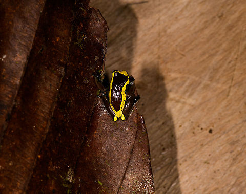 Upper Amazon treefrog - top, La Isla Escondida, Colombia https://www.jungledragon.com/image/73623/upper_amazon_treefrog_-_front_la_isla_escondida_colombia.html
https://www.jungledragon.com/image/73624/upper_amazon_treefrog_-_side_la_isla_escondida_colombia.html
https://www.jungledragon.com/image/73625/upper_amazon_treefrog_-_pose_la_isla_escondida_colombia.html
https://www.jungledragon.com/image/73626/upper_amazon_treefrog_-_side_view_la_isla_escondida_colombia.html
https://www.jungledragon.com/image/73628/upper_amazon_treefrog_-_side_2_la_isla_escondida_colombia.html Colombia,Colombia 2018,Colombia South,Dendropsophus bifurcus,Fall,Geotagged,La Isla Escondida,Putumayo,South America,Upper Amazon treefrog,World