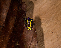 Upper Amazon treefrog - top, La Isla Escondida, Colombia https://www.jungledragon.com/image/73623/upper_amazon_treefrog_-_front_la_isla_escondida_colombia.html<br />
https://www.jungledragon.com/image/73624/upper_amazon_treefrog_-_side_la_isla_escondida_colombia.html<br />
https://www.jungledragon.com/image/73625/upper_amazon_treefrog_-_pose_la_isla_escondida_colombia.html<br />
https://www.jungledragon.com/image/73626/upper_amazon_treefrog_-_side_view_la_isla_escondida_colombia.html<br />
https://www.jungledragon.com/image/73628/upper_amazon_treefrog_-_side_2_la_isla_escondida_colombia.html Colombia,Colombia 2018,Colombia South,Dendropsophus bifurcus,Fall,Geotagged,La Isla Escondida,Putumayo,South America,Upper Amazon treefrog,World