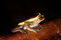 Upper Amazon treefrog - side 2, La Isla Escondida, Colombia https://www.jungledragon.com/image/73623/upper_amazon_treefrog_-_front_la_isla_escondida_colombia.html<br />
https://www.jungledragon.com/image/73624/upper_amazon_treefrog_-_side_la_isla_escondida_colombia.html<br />
https://www.jungledragon.com/image/73625/upper_amazon_treefrog_-_pose_la_isla_escondida_colombia.html<br />
https://www.jungledragon.com/image/73626/upper_amazon_treefrog_-_side_view_la_isla_escondida_colombia.html<br />
https://www.jungledragon.com/image/73627/upper_amazon_treefrog_-_top_la_isla_escondida_colombia.html Colombia,Colombia 2018,Colombia South,Dendropsophus bifurcus,Fall,Geotagged,La Isla Escondida,Putumayo,South America,Upper Amazon treefrog,World