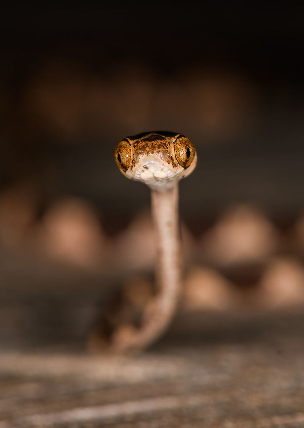 Common Blunt-headed Tree Snake - curious, La Isla Escondida, Colombia Another meeting with this elegant lizard hunter. A super thin and strong snake that can stretch its body across a significant distance in mid-air, thereby not alerting any lizards sleeping in trees. This one was stick handled and put on a very large table at the lodge of La Isla Escondida. This individual is relatively short compared to earlier observations.<br />
<figure class="photo"><a href="https://www.jungledragon.com/image/73636/common_blunt-headed_tree_snake_-_head_side_la_isla_escondida_colombia.html" title="Common Blunt-headed Tree Snake - head side, La Isla Escondida, Colombia"><img src="https://s3.amazonaws.com/media.jungledragon.com/images/2/73636_thumb.jpg?AWSAccessKeyId=05GMT0V3GWVNE7GGM1R2&Expires=1770854410&Signature=Qy4KR0Xye4oGL%2FoOdZdHj6NOdVw%3D" width="200" height="134" alt="Common Blunt-headed Tree Snake - head side, La Isla Escondida, Colombia Another meeting with this elegant lizard hunter. A super thin and strong snake that can stretch its body across a significant distance in mid-air, thereby not alerting any lizards sleeping in trees. This one was stick handled and put on a very large table at the lodge of La Isla Escondida. This individual is relatively short compared to earlier observations.<br />
https://www.jungledragon.com/image/73635/common_blunt-headed_tree_snake_-_curious_la_isla_escondida_colombia.html<br />
https://www.jungledragon.com/image/73637/common_blunt-headed_tree_snake_-_curled_up_la_isla_escondida_colombia.html<br />
https://www.jungledragon.com/image/73638/common_blunt-headed_tree_snake_-_frontal_la_isla_escondida_colombia.html<br />
https://www.jungledragon.com/image/73639/common_blunt-headed_tree_snake_-_top_la_isla_escondida_colombia.html<br />
https://www.jungledragon.com/image/73640/common_blunt-headed_tree_snake_-_portrait_la_isla_escondida_colombia.html<br />
https://www.jungledragon.com/image/73641/common_blunt-headed_tree_snake_-_curled_up_2_la_isla_escondida_colombia.html Colombia,Colombia 2018,Colombia South,Common Blunt-headed Tree Snake,Imantodes cenchoa,La Isla Escondida,Putumayo,South America,World" /></a></figure><br />
<figure class="photo"><a href="https://www.jungledragon.com/image/73637/common_blunt-headed_tree_snake_-_curled_up_la_isla_escondida_colombia.html" title="Common Blunt-headed Tree Snake - curled up, La Isla Escondida, Colombia"><img src="https://s3.amazonaws.com/media.jungledragon.com/images/2/73637_thumb.jpg?AWSAccessKeyId=05GMT0V3GWVNE7GGM1R2&Expires=1770854410&Signature=1AWuydpPVSwLTTC3jg5loggJiAI%3D" width="200" height="134" alt="Common Blunt-headed Tree Snake - curled up, La Isla Escondida, Colombia Another meeting with this elegant lizard hunter. A super thin and strong snake that can stretch its body across a significant distance in mid-air, thereby not alerting any lizards sleeping in trees. This one was stick handled and put on a very large table at the lodge of La Isla Escondida. This individual is relatively short compared to earlier observations.<br />
https://www.jungledragon.com/image/73635/common_blunt-headed_tree_snake_-_curious_la_isla_escondida_colombia.html<br />
https://www.jungledragon.com/image/73636/common_blunt-headed_tree_snake_-_head_side_la_isla_escondida_colombia.html<br />
https://www.jungledragon.com/image/73638/common_blunt-headed_tree_snake_-_frontal_la_isla_escondida_colombia.html<br />
https://www.jungledragon.com/image/73639/common_blunt-headed_tree_snake_-_top_la_isla_escondida_colombia.html<br />
https://www.jungledragon.com/image/73640/common_blunt-headed_tree_snake_-_portrait_la_isla_escondida_colombia.html<br />
https://www.jungledragon.com/image/73641/common_blunt-headed_tree_snake_-_curled_up_2_la_isla_escondida_colombia.html Colombia,Colombia 2018,Colombia South,Common Blunt-headed Tree Snake,Imantodes cenchoa,La Isla Escondida,Putumayo,South America,World" /></a></figure><br />
<figure class="photo"><a href="https://www.jungledragon.com/image/73638/common_blunt-headed_tree_snake_-_frontal_la_isla_escondida_colombia.html" title="Common Blunt-headed Tree Snake - frontal, La Isla Escondida, Colombia"><img src="https://s3.amazonaws.com/media.jungledragon.com/images/2/73638_thumb.jpg?AWSAccessKeyId=05GMT0V3GWVNE7GGM1R2&Expires=1770854410&Signature=uHBo5iTzyifhsPfUmGVDX%2FRk3R4%3D" width="200" height="138" alt="Common Blunt-headed Tree Snake - frontal, La Isla Escondida, Colombia Another meeting with this elegant lizard hunter. A super thin and strong snake that can stretch its body across a significant distance in mid-air, thereby not alerting any lizards sleeping in trees. This one was stick handled and put on a very large table at the lodge of La Isla Escondida. This individual is relatively short compared to earlier observations.<br />
https://www.jungledragon.com/image/73635/common_blunt-headed_tree_snake_-_curious_la_isla_escondida_colombia.html<br />
https://www.jungledragon.com/image/73636/common_blunt-headed_tree_snake_-_head_side_la_isla_escondida_colombia.html<br />
https://www.jungledragon.com/image/73637/common_blunt-headed_tree_snake_-_curled_up_la_isla_escondida_colombia.html<br />
https://www.jungledragon.com/image/73639/common_blunt-headed_tree_snake_-_top_la_isla_escondida_colombia.html<br />
https://www.jungledragon.com/image/73640/common_blunt-headed_tree_snake_-_portrait_la_isla_escondida_colombia.html<br />
https://www.jungledragon.com/image/73641/common_blunt-headed_tree_snake_-_curled_up_2_la_isla_escondida_colombia.html Colombia,Colombia 2018,Colombia South,Common Blunt-headed Tree Snake,Fall,Geotagged,Imantodes cenchoa,La Isla Escondida,Putumayo,South America,World" /></a></figure><br />
<figure class="photo"><a href="https://www.jungledragon.com/image/73639/common_blunt-headed_tree_snake_-_top_la_isla_escondida_colombia.html" title="Common Blunt-headed Tree Snake - top, La Isla Escondida, Colombia"><img src="https://s3.amazonaws.com/media.jungledragon.com/images/2/73639_thumb.jpg?AWSAccessKeyId=05GMT0V3GWVNE7GGM1R2&Expires=1770854410&Signature=UkeEOEsV5NTAZvGt7Hl3T09MMuo%3D" width="102" height="152" alt="Common Blunt-headed Tree Snake - top, La Isla Escondida, Colombia Another meeting with this elegant lizard hunter. A super thin and strong snake that can stretch its body across a significant distance in mid-air, thereby not alerting any lizards sleeping in trees. This one was stick handled and put on a very large table at the lodge of La Isla Escondida. This individual is relatively short compared to earlier observations.<br />
https://www.jungledragon.com/image/73635/common_blunt-headed_tree_snake_-_curious_la_isla_escondida_colombia.html<br />
https://www.jungledragon.com/image/73636/common_blunt-headed_tree_snake_-_head_side_la_isla_escondida_colombia.html<br />
https://www.jungledragon.com/image/73637/common_blunt-headed_tree_snake_-_curled_up_la_isla_escondida_colombia.html<br />
https://www.jungledragon.com/image/73638/common_blunt-headed_tree_snake_-_frontal_la_isla_escondida_colombia.html<br />
https://www.jungledragon.com/image/73640/common_blunt-headed_tree_snake_-_portrait_la_isla_escondida_colombia.html<br />
https://www.jungledragon.com/image/73641/common_blunt-headed_tree_snake_-_curled_up_2_la_isla_escondida_colombia.html Colombia,Colombia 2018,Colombia South,Common Blunt-headed Tree Snake,Imantodes cenchoa,La Isla Escondida,Putumayo,South America,World" /></a></figure><br />
<figure class="photo"><a href="https://www.jungledragon.com/image/73640/common_blunt-headed_tree_snake_-_portrait_la_isla_escondida_colombia.html" title="Common Blunt-headed Tree Snake - portrait, La Isla Escondida, Colombia"><img src="https://s3.amazonaws.com/media.jungledragon.com/images/2/73640_thumb.jpg?AWSAccessKeyId=05GMT0V3GWVNE7GGM1R2&Expires=1770854410&Signature=KYzTTrdB2h06ZzUs8Y5ubvp%2BBb4%3D" width="200" height="134" alt="Common Blunt-headed Tree Snake - portrait, La Isla Escondida, Colombia Another meeting with this elegant lizard hunter. A super thin and strong snake that can stretch its body across a significant distance in mid-air, thereby not alerting any lizards sleeping in trees. This one was stick handled and put on a very large table at the lodge of La Isla Escondida. This individual is relatively short compared to earlier observations.<br />
https://www.jungledragon.com/image/73635/common_blunt-headed_tree_snake_-_curious_la_isla_escondida_colombia.html<br />
https://www.jungledragon.com/image/73636/common_blunt-headed_tree_snake_-_head_side_la_isla_escondida_colombia.html<br />
https://www.jungledragon.com/image/73637/common_blunt-headed_tree_snake_-_curled_up_la_isla_escondida_colombia.html<br />
https://www.jungledragon.com/image/73638/common_blunt-headed_tree_snake_-_frontal_la_isla_escondida_colombia.html<br />
https://www.jungledragon.com/image/73639/common_blunt-headed_tree_snake_-_top_la_isla_escondida_colombia.html<br />
https://www.jungledragon.com/image/73641/common_blunt-headed_tree_snake_-_curled_up_2_la_isla_escondida_colombia.html Colombia,Colombia 2018,Colombia South,Common Blunt-headed Tree Snake,Fall,Geotagged,Imantodes cenchoa,La Isla Escondida,Putumayo,South America,World" /></a></figure><br />
<figure class="photo"><a href="https://www.jungledragon.com/image/73641/common_blunt-headed_tree_snake_-_curled_up_2_la_isla_escondida_colombia.html" title="Common Blunt-headed Tree Snake - curled up 2, La Isla Escondida, Colombia"><img src="https://s3.amazonaws.com/media.jungledragon.com/images/2/73641_thumb.jpg?AWSAccessKeyId=05GMT0V3GWVNE7GGM1R2&Expires=1770854410&Signature=m0VF10IG77F%2BkujgPnooIrczZfQ%3D" width="200" height="166" alt="Common Blunt-headed Tree Snake - curled up 2, La Isla Escondida, Colombia Another meeting with this elegant lizard hunter. A super thin and strong snake that can stretch its body across a significant distance in mid-air, thereby not alerting any lizards sleeping in trees. This one was stick handled and put on a very large table at the lodge of La Isla Escondida. This individual is relatively short compared to earlier observations.<br />
https://www.jungledragon.com/image/73635/common_blunt-headed_tree_snake_-_curious_la_isla_escondida_colombia.html<br />
https://www.jungledragon.com/image/73636/common_blunt-headed_tree_snake_-_head_side_la_isla_escondida_colombia.html<br />
https://www.jungledragon.com/image/73637/common_blunt-headed_tree_snake_-_curled_up_la_isla_escondida_colombia.html<br />
https://www.jungledragon.com/image/73638/common_blunt-headed_tree_snake_-_frontal_la_isla_escondida_colombia.html<br />
https://www.jungledragon.com/image/73639/common_blunt-headed_tree_snake_-_top_la_isla_escondida_colombia.html<br />
https://www.jungledragon.com/image/73640/common_blunt-headed_tree_snake_-_portrait_la_isla_escondida_colombia.html Colombia,Colombia 2018,Colombia South,Common Blunt-headed Tree Snake,Imantodes cenchoa,La Isla Escondida,Putumayo,South America,World" /></a></figure> Colombia,Colombia 2018,Colombia South,Common Blunt-headed Tree Snake,Fall,Geotagged,Imantodes cenchoa,La Isla Escondida,Putumayo,South America,World