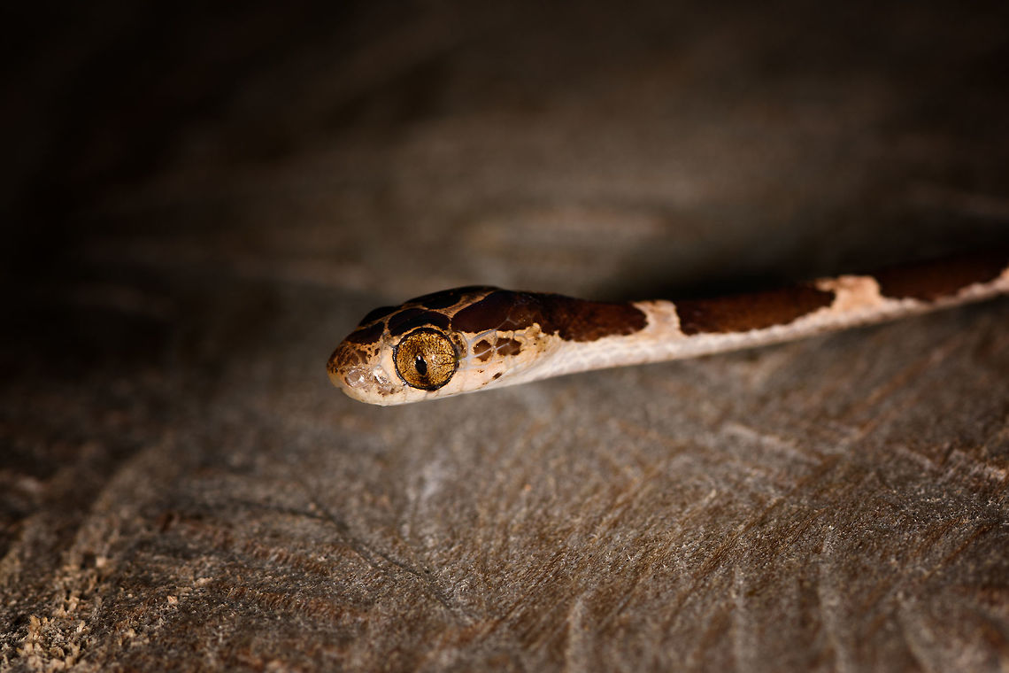 Common Blunt-headed Tree Snake - head side, La Isla Escondida, Colombia Another meeting with this elegant lizard hunter. A super thin and strong snake that can stretch its body across a significant distance in mid-air, thereby not alerting any lizards sleeping in trees. This one was stick handled and put on a very large table at the lodge of La Isla Escondida. This individual is relatively short compared to earlier observations.<br />
<figure class="photo"><a href="https://www.jungledragon.com/image/73635/common_blunt-headed_tree_snake_-_curious_la_isla_escondida_colombia.html" title="Common Blunt-headed Tree Snake - curious, La Isla Escondida, Colombia"><img src="https://s3.amazonaws.com/media.jungledragon.com/images/2/73635_thumb.jpg?AWSAccessKeyId=05GMT0V3GWVNE7GGM1R2&Expires=1770854410&Signature=zOPvsZZV6dq3qv%2BR%2F3aYZxp9tqQ%3D" width="110" height="152" alt="Common Blunt-headed Tree Snake - curious, La Isla Escondida, Colombia Another meeting with this elegant lizard hunter. A super thin and strong snake that can stretch its body across a significant distance in mid-air, thereby not alerting any lizards sleeping in trees. This one was stick handled and put on a very large table at the lodge of La Isla Escondida. This individual is relatively short compared to earlier observations.<br />
https://www.jungledragon.com/image/73636/common_blunt-headed_tree_snake_-_head_side_la_isla_escondida_colombia.html<br />
https://www.jungledragon.com/image/73637/common_blunt-headed_tree_snake_-_curled_up_la_isla_escondida_colombia.html<br />
https://www.jungledragon.com/image/73638/common_blunt-headed_tree_snake_-_frontal_la_isla_escondida_colombia.html<br />
https://www.jungledragon.com/image/73639/common_blunt-headed_tree_snake_-_top_la_isla_escondida_colombia.html<br />
https://www.jungledragon.com/image/73640/common_blunt-headed_tree_snake_-_portrait_la_isla_escondida_colombia.html<br />
https://www.jungledragon.com/image/73641/common_blunt-headed_tree_snake_-_curled_up_2_la_isla_escondida_colombia.html Colombia,Colombia 2018,Colombia South,Common Blunt-headed Tree Snake,Fall,Geotagged,Imantodes cenchoa,La Isla Escondida,Putumayo,South America,World" /></a></figure><br />
<figure class="photo"><a href="https://www.jungledragon.com/image/73637/common_blunt-headed_tree_snake_-_curled_up_la_isla_escondida_colombia.html" title="Common Blunt-headed Tree Snake - curled up, La Isla Escondida, Colombia"><img src="https://s3.amazonaws.com/media.jungledragon.com/images/2/73637_thumb.jpg?AWSAccessKeyId=05GMT0V3GWVNE7GGM1R2&Expires=1770854410&Signature=1AWuydpPVSwLTTC3jg5loggJiAI%3D" width="200" height="134" alt="Common Blunt-headed Tree Snake - curled up, La Isla Escondida, Colombia Another meeting with this elegant lizard hunter. A super thin and strong snake that can stretch its body across a significant distance in mid-air, thereby not alerting any lizards sleeping in trees. This one was stick handled and put on a very large table at the lodge of La Isla Escondida. This individual is relatively short compared to earlier observations.<br />
https://www.jungledragon.com/image/73635/common_blunt-headed_tree_snake_-_curious_la_isla_escondida_colombia.html<br />
https://www.jungledragon.com/image/73636/common_blunt-headed_tree_snake_-_head_side_la_isla_escondida_colombia.html<br />
https://www.jungledragon.com/image/73638/common_blunt-headed_tree_snake_-_frontal_la_isla_escondida_colombia.html<br />
https://www.jungledragon.com/image/73639/common_blunt-headed_tree_snake_-_top_la_isla_escondida_colombia.html<br />
https://www.jungledragon.com/image/73640/common_blunt-headed_tree_snake_-_portrait_la_isla_escondida_colombia.html<br />
https://www.jungledragon.com/image/73641/common_blunt-headed_tree_snake_-_curled_up_2_la_isla_escondida_colombia.html Colombia,Colombia 2018,Colombia South,Common Blunt-headed Tree Snake,Imantodes cenchoa,La Isla Escondida,Putumayo,South America,World" /></a></figure><br />
<figure class="photo"><a href="https://www.jungledragon.com/image/73638/common_blunt-headed_tree_snake_-_frontal_la_isla_escondida_colombia.html" title="Common Blunt-headed Tree Snake - frontal, La Isla Escondida, Colombia"><img src="https://s3.amazonaws.com/media.jungledragon.com/images/2/73638_thumb.jpg?AWSAccessKeyId=05GMT0V3GWVNE7GGM1R2&Expires=1770854410&Signature=uHBo5iTzyifhsPfUmGVDX%2FRk3R4%3D" width="200" height="138" alt="Common Blunt-headed Tree Snake - frontal, La Isla Escondida, Colombia Another meeting with this elegant lizard hunter. A super thin and strong snake that can stretch its body across a significant distance in mid-air, thereby not alerting any lizards sleeping in trees. This one was stick handled and put on a very large table at the lodge of La Isla Escondida. This individual is relatively short compared to earlier observations.<br />
https://www.jungledragon.com/image/73635/common_blunt-headed_tree_snake_-_curious_la_isla_escondida_colombia.html<br />
https://www.jungledragon.com/image/73636/common_blunt-headed_tree_snake_-_head_side_la_isla_escondida_colombia.html<br />
https://www.jungledragon.com/image/73637/common_blunt-headed_tree_snake_-_curled_up_la_isla_escondida_colombia.html<br />
https://www.jungledragon.com/image/73639/common_blunt-headed_tree_snake_-_top_la_isla_escondida_colombia.html<br />
https://www.jungledragon.com/image/73640/common_blunt-headed_tree_snake_-_portrait_la_isla_escondida_colombia.html<br />
https://www.jungledragon.com/image/73641/common_blunt-headed_tree_snake_-_curled_up_2_la_isla_escondida_colombia.html Colombia,Colombia 2018,Colombia South,Common Blunt-headed Tree Snake,Fall,Geotagged,Imantodes cenchoa,La Isla Escondida,Putumayo,South America,World" /></a></figure><br />
<figure class="photo"><a href="https://www.jungledragon.com/image/73639/common_blunt-headed_tree_snake_-_top_la_isla_escondida_colombia.html" title="Common Blunt-headed Tree Snake - top, La Isla Escondida, Colombia"><img src="https://s3.amazonaws.com/media.jungledragon.com/images/2/73639_thumb.jpg?AWSAccessKeyId=05GMT0V3GWVNE7GGM1R2&Expires=1770854410&Signature=UkeEOEsV5NTAZvGt7Hl3T09MMuo%3D" width="102" height="152" alt="Common Blunt-headed Tree Snake - top, La Isla Escondida, Colombia Another meeting with this elegant lizard hunter. A super thin and strong snake that can stretch its body across a significant distance in mid-air, thereby not alerting any lizards sleeping in trees. This one was stick handled and put on a very large table at the lodge of La Isla Escondida. This individual is relatively short compared to earlier observations.<br />
https://www.jungledragon.com/image/73635/common_blunt-headed_tree_snake_-_curious_la_isla_escondida_colombia.html<br />
https://www.jungledragon.com/image/73636/common_blunt-headed_tree_snake_-_head_side_la_isla_escondida_colombia.html<br />
https://www.jungledragon.com/image/73637/common_blunt-headed_tree_snake_-_curled_up_la_isla_escondida_colombia.html<br />
https://www.jungledragon.com/image/73638/common_blunt-headed_tree_snake_-_frontal_la_isla_escondida_colombia.html<br />
https://www.jungledragon.com/image/73640/common_blunt-headed_tree_snake_-_portrait_la_isla_escondida_colombia.html<br />
https://www.jungledragon.com/image/73641/common_blunt-headed_tree_snake_-_curled_up_2_la_isla_escondida_colombia.html Colombia,Colombia 2018,Colombia South,Common Blunt-headed Tree Snake,Imantodes cenchoa,La Isla Escondida,Putumayo,South America,World" /></a></figure><br />
<figure class="photo"><a href="https://www.jungledragon.com/image/73640/common_blunt-headed_tree_snake_-_portrait_la_isla_escondida_colombia.html" title="Common Blunt-headed Tree Snake - portrait, La Isla Escondida, Colombia"><img src="https://s3.amazonaws.com/media.jungledragon.com/images/2/73640_thumb.jpg?AWSAccessKeyId=05GMT0V3GWVNE7GGM1R2&Expires=1770854410&Signature=KYzTTrdB2h06ZzUs8Y5ubvp%2BBb4%3D" width="200" height="134" alt="Common Blunt-headed Tree Snake - portrait, La Isla Escondida, Colombia Another meeting with this elegant lizard hunter. A super thin and strong snake that can stretch its body across a significant distance in mid-air, thereby not alerting any lizards sleeping in trees. This one was stick handled and put on a very large table at the lodge of La Isla Escondida. This individual is relatively short compared to earlier observations.<br />
https://www.jungledragon.com/image/73635/common_blunt-headed_tree_snake_-_curious_la_isla_escondida_colombia.html<br />
https://www.jungledragon.com/image/73636/common_blunt-headed_tree_snake_-_head_side_la_isla_escondida_colombia.html<br />
https://www.jungledragon.com/image/73637/common_blunt-headed_tree_snake_-_curled_up_la_isla_escondida_colombia.html<br />
https://www.jungledragon.com/image/73638/common_blunt-headed_tree_snake_-_frontal_la_isla_escondida_colombia.html<br />
https://www.jungledragon.com/image/73639/common_blunt-headed_tree_snake_-_top_la_isla_escondida_colombia.html<br />
https://www.jungledragon.com/image/73641/common_blunt-headed_tree_snake_-_curled_up_2_la_isla_escondida_colombia.html Colombia,Colombia 2018,Colombia South,Common Blunt-headed Tree Snake,Fall,Geotagged,Imantodes cenchoa,La Isla Escondida,Putumayo,South America,World" /></a></figure><br />
<figure class="photo"><a href="https://www.jungledragon.com/image/73641/common_blunt-headed_tree_snake_-_curled_up_2_la_isla_escondida_colombia.html" title="Common Blunt-headed Tree Snake - curled up 2, La Isla Escondida, Colombia"><img src="https://s3.amazonaws.com/media.jungledragon.com/images/2/73641_thumb.jpg?AWSAccessKeyId=05GMT0V3GWVNE7GGM1R2&Expires=1770854410&Signature=m0VF10IG77F%2BkujgPnooIrczZfQ%3D" width="200" height="166" alt="Common Blunt-headed Tree Snake - curled up 2, La Isla Escondida, Colombia Another meeting with this elegant lizard hunter. A super thin and strong snake that can stretch its body across a significant distance in mid-air, thereby not alerting any lizards sleeping in trees. This one was stick handled and put on a very large table at the lodge of La Isla Escondida. This individual is relatively short compared to earlier observations.<br />
https://www.jungledragon.com/image/73635/common_blunt-headed_tree_snake_-_curious_la_isla_escondida_colombia.html<br />
https://www.jungledragon.com/image/73636/common_blunt-headed_tree_snake_-_head_side_la_isla_escondida_colombia.html<br />
https://www.jungledragon.com/image/73637/common_blunt-headed_tree_snake_-_curled_up_la_isla_escondida_colombia.html<br />
https://www.jungledragon.com/image/73638/common_blunt-headed_tree_snake_-_frontal_la_isla_escondida_colombia.html<br />
https://www.jungledragon.com/image/73639/common_blunt-headed_tree_snake_-_top_la_isla_escondida_colombia.html<br />
https://www.jungledragon.com/image/73640/common_blunt-headed_tree_snake_-_portrait_la_isla_escondida_colombia.html Colombia,Colombia 2018,Colombia South,Common Blunt-headed Tree Snake,Imantodes cenchoa,La Isla Escondida,Putumayo,South America,World" /></a></figure> Colombia,Colombia 2018,Colombia South,Common Blunt-headed Tree Snake,Imantodes cenchoa,La Isla Escondida,Putumayo,South America,World