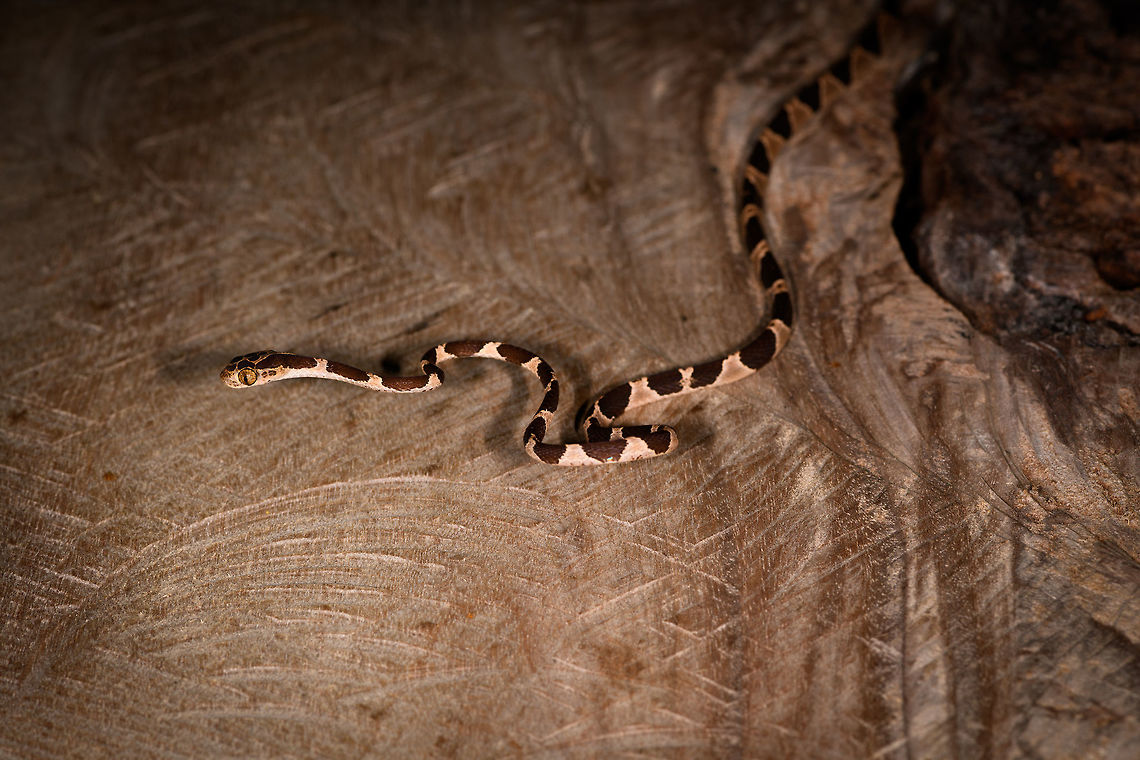 Common Blunt-headed Tree Snake - curled up, La Isla Escondida, Colombia Another meeting with this elegant lizard hunter. A super thin and strong snake that can stretch its body across a significant distance in mid-air, thereby not alerting any lizards sleeping in trees. This one was stick handled and put on a very large table at the lodge of La Isla Escondida. This individual is relatively short compared to earlier observations.<br />
<figure class="photo"><a href="https://www.jungledragon.com/image/73635/common_blunt-headed_tree_snake_-_curious_la_isla_escondida_colombia.html" title="Common Blunt-headed Tree Snake - curious, La Isla Escondida, Colombia"><img src="https://s3.amazonaws.com/media.jungledragon.com/images/2/73635_thumb.jpg?AWSAccessKeyId=05GMT0V3GWVNE7GGM1R2&Expires=1759968010&Signature=BrMn2pp3Do6jRDMAHl2YQV9flns%3D" width="110" height="152" alt="Common Blunt-headed Tree Snake - curious, La Isla Escondida, Colombia Another meeting with this elegant lizard hunter. A super thin and strong snake that can stretch its body across a significant distance in mid-air, thereby not alerting any lizards sleeping in trees. This one was stick handled and put on a very large table at the lodge of La Isla Escondida. This individual is relatively short compared to earlier observations.<br />
https://www.jungledragon.com/image/73636/common_blunt-headed_tree_snake_-_head_side_la_isla_escondida_colombia.html<br />
https://www.jungledragon.com/image/73637/common_blunt-headed_tree_snake_-_curled_up_la_isla_escondida_colombia.html<br />
https://www.jungledragon.com/image/73638/common_blunt-headed_tree_snake_-_frontal_la_isla_escondida_colombia.html<br />
https://www.jungledragon.com/image/73639/common_blunt-headed_tree_snake_-_top_la_isla_escondida_colombia.html<br />
https://www.jungledragon.com/image/73640/common_blunt-headed_tree_snake_-_portrait_la_isla_escondida_colombia.html<br />
https://www.jungledragon.com/image/73641/common_blunt-headed_tree_snake_-_curled_up_2_la_isla_escondida_colombia.html Colombia,Colombia 2018,Colombia South,Common Blunt-headed Tree Snake,Fall,Geotagged,Imantodes cenchoa,La Isla Escondida,Putumayo,South America,World" /></a></figure><br />
<figure class="photo"><a href="https://www.jungledragon.com/image/73636/common_blunt-headed_tree_snake_-_head_side_la_isla_escondida_colombia.html" title="Common Blunt-headed Tree Snake - head side, La Isla Escondida, Colombia"><img src="https://s3.amazonaws.com/media.jungledragon.com/images/2/73636_thumb.jpg?AWSAccessKeyId=05GMT0V3GWVNE7GGM1R2&Expires=1759968010&Signature=gVk0JsefPttp3ozpOK2l8Iwsp4g%3D" width="200" height="134" alt="Common Blunt-headed Tree Snake - head side, La Isla Escondida, Colombia Another meeting with this elegant lizard hunter. A super thin and strong snake that can stretch its body across a significant distance in mid-air, thereby not alerting any lizards sleeping in trees. This one was stick handled and put on a very large table at the lodge of La Isla Escondida. This individual is relatively short compared to earlier observations.<br />
https://www.jungledragon.com/image/73635/common_blunt-headed_tree_snake_-_curious_la_isla_escondida_colombia.html<br />
https://www.jungledragon.com/image/73637/common_blunt-headed_tree_snake_-_curled_up_la_isla_escondida_colombia.html<br />
https://www.jungledragon.com/image/73638/common_blunt-headed_tree_snake_-_frontal_la_isla_escondida_colombia.html<br />
https://www.jungledragon.com/image/73639/common_blunt-headed_tree_snake_-_top_la_isla_escondida_colombia.html<br />
https://www.jungledragon.com/image/73640/common_blunt-headed_tree_snake_-_portrait_la_isla_escondida_colombia.html<br />
https://www.jungledragon.com/image/73641/common_blunt-headed_tree_snake_-_curled_up_2_la_isla_escondida_colombia.html Colombia,Colombia 2018,Colombia South,Common Blunt-headed Tree Snake,Imantodes cenchoa,La Isla Escondida,Putumayo,South America,World" /></a></figure><br />
<figure class="photo"><a href="https://www.jungledragon.com/image/73638/common_blunt-headed_tree_snake_-_frontal_la_isla_escondida_colombia.html" title="Common Blunt-headed Tree Snake - frontal, La Isla Escondida, Colombia"><img src="https://s3.amazonaws.com/media.jungledragon.com/images/2/73638_thumb.jpg?AWSAccessKeyId=05GMT0V3GWVNE7GGM1R2&Expires=1759968010&Signature=1TDaAOIchHKrWM%2BumuFrbnITZ6g%3D" width="200" height="138" alt="Common Blunt-headed Tree Snake - frontal, La Isla Escondida, Colombia Another meeting with this elegant lizard hunter. A super thin and strong snake that can stretch its body across a significant distance in mid-air, thereby not alerting any lizards sleeping in trees. This one was stick handled and put on a very large table at the lodge of La Isla Escondida. This individual is relatively short compared to earlier observations.<br />
https://www.jungledragon.com/image/73635/common_blunt-headed_tree_snake_-_curious_la_isla_escondida_colombia.html<br />
https://www.jungledragon.com/image/73636/common_blunt-headed_tree_snake_-_head_side_la_isla_escondida_colombia.html<br />
https://www.jungledragon.com/image/73637/common_blunt-headed_tree_snake_-_curled_up_la_isla_escondida_colombia.html<br />
https://www.jungledragon.com/image/73639/common_blunt-headed_tree_snake_-_top_la_isla_escondida_colombia.html<br />
https://www.jungledragon.com/image/73640/common_blunt-headed_tree_snake_-_portrait_la_isla_escondida_colombia.html<br />
https://www.jungledragon.com/image/73641/common_blunt-headed_tree_snake_-_curled_up_2_la_isla_escondida_colombia.html Colombia,Colombia 2018,Colombia South,Common Blunt-headed Tree Snake,Fall,Geotagged,Imantodes cenchoa,La Isla Escondida,Putumayo,South America,World" /></a></figure><br />
<figure class="photo"><a href="https://www.jungledragon.com/image/73639/common_blunt-headed_tree_snake_-_top_la_isla_escondida_colombia.html" title="Common Blunt-headed Tree Snake - top, La Isla Escondida, Colombia"><img src="https://s3.amazonaws.com/media.jungledragon.com/images/2/73639_thumb.jpg?AWSAccessKeyId=05GMT0V3GWVNE7GGM1R2&Expires=1759968010&Signature=AY7jDpndx5ajEt42ywnRTJpRvwk%3D" width="102" height="152" alt="Common Blunt-headed Tree Snake - top, La Isla Escondida, Colombia Another meeting with this elegant lizard hunter. A super thin and strong snake that can stretch its body across a significant distance in mid-air, thereby not alerting any lizards sleeping in trees. This one was stick handled and put on a very large table at the lodge of La Isla Escondida. This individual is relatively short compared to earlier observations.<br />
https://www.jungledragon.com/image/73635/common_blunt-headed_tree_snake_-_curious_la_isla_escondida_colombia.html<br />
https://www.jungledragon.com/image/73636/common_blunt-headed_tree_snake_-_head_side_la_isla_escondida_colombia.html<br />
https://www.jungledragon.com/image/73637/common_blunt-headed_tree_snake_-_curled_up_la_isla_escondida_colombia.html<br />
https://www.jungledragon.com/image/73638/common_blunt-headed_tree_snake_-_frontal_la_isla_escondida_colombia.html<br />
https://www.jungledragon.com/image/73640/common_blunt-headed_tree_snake_-_portrait_la_isla_escondida_colombia.html<br />
https://www.jungledragon.com/image/73641/common_blunt-headed_tree_snake_-_curled_up_2_la_isla_escondida_colombia.html Colombia,Colombia 2018,Colombia South,Common Blunt-headed Tree Snake,Imantodes cenchoa,La Isla Escondida,Putumayo,South America,World" /></a></figure><br />
<figure class="photo"><a href="https://www.jungledragon.com/image/73640/common_blunt-headed_tree_snake_-_portrait_la_isla_escondida_colombia.html" title="Common Blunt-headed Tree Snake - portrait, La Isla Escondida, Colombia"><img src="https://s3.amazonaws.com/media.jungledragon.com/images/2/73640_thumb.jpg?AWSAccessKeyId=05GMT0V3GWVNE7GGM1R2&Expires=1759968010&Signature=7sTdmgxGaqz8MQFEA6P%2FYj5prsw%3D" width="200" height="134" alt="Common Blunt-headed Tree Snake - portrait, La Isla Escondida, Colombia Another meeting with this elegant lizard hunter. A super thin and strong snake that can stretch its body across a significant distance in mid-air, thereby not alerting any lizards sleeping in trees. This one was stick handled and put on a very large table at the lodge of La Isla Escondida. This individual is relatively short compared to earlier observations.<br />
https://www.jungledragon.com/image/73635/common_blunt-headed_tree_snake_-_curious_la_isla_escondida_colombia.html<br />
https://www.jungledragon.com/image/73636/common_blunt-headed_tree_snake_-_head_side_la_isla_escondida_colombia.html<br />
https://www.jungledragon.com/image/73637/common_blunt-headed_tree_snake_-_curled_up_la_isla_escondida_colombia.html<br />
https://www.jungledragon.com/image/73638/common_blunt-headed_tree_snake_-_frontal_la_isla_escondida_colombia.html<br />
https://www.jungledragon.com/image/73639/common_blunt-headed_tree_snake_-_top_la_isla_escondida_colombia.html<br />
https://www.jungledragon.com/image/73641/common_blunt-headed_tree_snake_-_curled_up_2_la_isla_escondida_colombia.html Colombia,Colombia 2018,Colombia South,Common Blunt-headed Tree Snake,Fall,Geotagged,Imantodes cenchoa,La Isla Escondida,Putumayo,South America,World" /></a></figure><br />
<figure class="photo"><a href="https://www.jungledragon.com/image/73641/common_blunt-headed_tree_snake_-_curled_up_2_la_isla_escondida_colombia.html" title="Common Blunt-headed Tree Snake - curled up 2, La Isla Escondida, Colombia"><img src="https://s3.amazonaws.com/media.jungledragon.com/images/2/73641_thumb.jpg?AWSAccessKeyId=05GMT0V3GWVNE7GGM1R2&Expires=1759968010&Signature=TClWfl3hmQTKuySx2qEQvqvfgjo%3D" width="200" height="166" alt="Common Blunt-headed Tree Snake - curled up 2, La Isla Escondida, Colombia Another meeting with this elegant lizard hunter. A super thin and strong snake that can stretch its body across a significant distance in mid-air, thereby not alerting any lizards sleeping in trees. This one was stick handled and put on a very large table at the lodge of La Isla Escondida. This individual is relatively short compared to earlier observations.<br />
https://www.jungledragon.com/image/73635/common_blunt-headed_tree_snake_-_curious_la_isla_escondida_colombia.html<br />
https://www.jungledragon.com/image/73636/common_blunt-headed_tree_snake_-_head_side_la_isla_escondida_colombia.html<br />
https://www.jungledragon.com/image/73637/common_blunt-headed_tree_snake_-_curled_up_la_isla_escondida_colombia.html<br />
https://www.jungledragon.com/image/73638/common_blunt-headed_tree_snake_-_frontal_la_isla_escondida_colombia.html<br />
https://www.jungledragon.com/image/73639/common_blunt-headed_tree_snake_-_top_la_isla_escondida_colombia.html<br />
https://www.jungledragon.com/image/73640/common_blunt-headed_tree_snake_-_portrait_la_isla_escondida_colombia.html Colombia,Colombia 2018,Colombia South,Common Blunt-headed Tree Snake,Imantodes cenchoa,La Isla Escondida,Putumayo,South America,World" /></a></figure> Colombia,Colombia 2018,Colombia South,Common Blunt-headed Tree Snake,Imantodes cenchoa,La Isla Escondida,Putumayo,South America,World