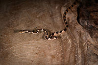 Common Blunt-headed Tree Snake - curled up, La Isla Escondida, Colombia Another meeting with this elegant lizard hunter. A super thin and strong snake that can stretch its body across a significant distance in mid-air, thereby not alerting any lizards sleeping in trees. This one was stick handled and put on a very large table at the lodge of La Isla Escondida. This individual is relatively short compared to earlier observations.<br />
https://www.jungledragon.com/image/73635/common_blunt-headed_tree_snake_-_curious_la_isla_escondida_colombia.html<br />
https://www.jungledragon.com/image/73636/common_blunt-headed_tree_snake_-_head_side_la_isla_escondida_colombia.html<br />
https://www.jungledragon.com/image/73638/common_blunt-headed_tree_snake_-_frontal_la_isla_escondida_colombia.html<br />
https://www.jungledragon.com/image/73639/common_blunt-headed_tree_snake_-_top_la_isla_escondida_colombia.html<br />
https://www.jungledragon.com/image/73640/common_blunt-headed_tree_snake_-_portrait_la_isla_escondida_colombia.html<br />
https://www.jungledragon.com/image/73641/common_blunt-headed_tree_snake_-_curled_up_2_la_isla_escondida_colombia.html Colombia,Colombia 2018,Colombia South,Common Blunt-headed Tree Snake,Imantodes cenchoa,La Isla Escondida,Putumayo,South America,World