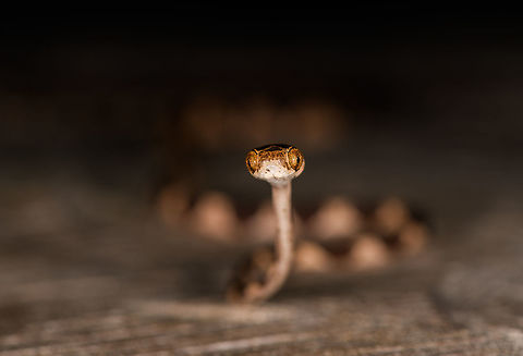 Common Blunt-headed Tree Snake - frontal, La Isla Escondida, Colombia Another meeting with this elegant lizard hunter. A super thin and strong snake that can stretch its body across a significant distance in mid-air, thereby not alerting any lizards sleeping in trees. This one was stick handled and put on a very large table at the lodge of La Isla Escondida. This individual is relatively short compared to earlier observations.
https://www.jungledragon.com/image/73635/common_blunt-headed_tree_snake_-_curious_la_isla_escondida_colombia.html
https://www.jungledragon.com/image/73636/common_blunt-headed_tree_snake_-_head_side_la_isla_escondida_colombia.html
https://www.jungledragon.com/image/73637/common_blunt-headed_tree_snake_-_curled_up_la_isla_escondida_colombia.html
https://www.jungledragon.com/image/73639/common_blunt-headed_tree_snake_-_top_la_isla_escondida_colombia.html
https://www.jungledragon.com/image/73640/common_blunt-headed_tree_snake_-_portrait_la_isla_escondida_colombia.html
https://www.jungledragon.com/image/73641/common_blunt-headed_tree_snake_-_curled_up_2_la_isla_escondida_colombia.html Colombia,Colombia 2018,Colombia South,Common Blunt-headed Tree Snake,Fall,Geotagged,Imantodes cenchoa,La Isla Escondida,Putumayo,South America,World
