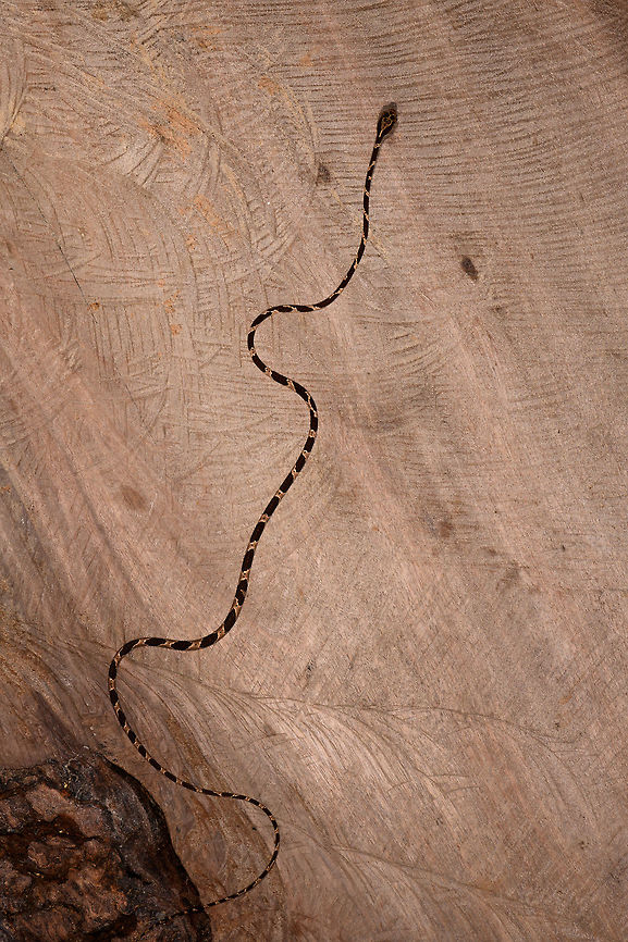 Common Blunt-headed Tree Snake - top, La Isla Escondida, Colombia Another meeting with this elegant lizard hunter. A super thin and strong snake that can stretch its body across a significant distance in mid-air, thereby not alerting any lizards sleeping in trees. This one was stick handled and put on a very large table at the lodge of La Isla Escondida. This individual is relatively short compared to earlier observations.<br />
<figure class="photo"><a href="https://www.jungledragon.com/image/73635/common_blunt-headed_tree_snake_-_curious_la_isla_escondida_colombia.html" title="Common Blunt-headed Tree Snake - curious, La Isla Escondida, Colombia"><img src="https://s3.amazonaws.com/media.jungledragon.com/images/2/73635_thumb.jpg?AWSAccessKeyId=05GMT0V3GWVNE7GGM1R2&Expires=1763596810&Signature=57j1wCXEZlp56jplebBumAjodIg%3D" width="110" height="152" alt="Common Blunt-headed Tree Snake - curious, La Isla Escondida, Colombia Another meeting with this elegant lizard hunter. A super thin and strong snake that can stretch its body across a significant distance in mid-air, thereby not alerting any lizards sleeping in trees. This one was stick handled and put on a very large table at the lodge of La Isla Escondida. This individual is relatively short compared to earlier observations.<br />
https://www.jungledragon.com/image/73636/common_blunt-headed_tree_snake_-_head_side_la_isla_escondida_colombia.html<br />
https://www.jungledragon.com/image/73637/common_blunt-headed_tree_snake_-_curled_up_la_isla_escondida_colombia.html<br />
https://www.jungledragon.com/image/73638/common_blunt-headed_tree_snake_-_frontal_la_isla_escondida_colombia.html<br />
https://www.jungledragon.com/image/73639/common_blunt-headed_tree_snake_-_top_la_isla_escondida_colombia.html<br />
https://www.jungledragon.com/image/73640/common_blunt-headed_tree_snake_-_portrait_la_isla_escondida_colombia.html<br />
https://www.jungledragon.com/image/73641/common_blunt-headed_tree_snake_-_curled_up_2_la_isla_escondida_colombia.html Colombia,Colombia 2018,Colombia South,Common Blunt-headed Tree Snake,Fall,Geotagged,Imantodes cenchoa,La Isla Escondida,Putumayo,South America,World" /></a></figure><br />
<figure class="photo"><a href="https://www.jungledragon.com/image/73636/common_blunt-headed_tree_snake_-_head_side_la_isla_escondida_colombia.html" title="Common Blunt-headed Tree Snake - head side, La Isla Escondida, Colombia"><img src="https://s3.amazonaws.com/media.jungledragon.com/images/2/73636_thumb.jpg?AWSAccessKeyId=05GMT0V3GWVNE7GGM1R2&Expires=1763596810&Signature=hcKrtRjnr%2Bd9Tlpy1LGWh%2BnpgvA%3D" width="200" height="134" alt="Common Blunt-headed Tree Snake - head side, La Isla Escondida, Colombia Another meeting with this elegant lizard hunter. A super thin and strong snake that can stretch its body across a significant distance in mid-air, thereby not alerting any lizards sleeping in trees. This one was stick handled and put on a very large table at the lodge of La Isla Escondida. This individual is relatively short compared to earlier observations.<br />
https://www.jungledragon.com/image/73635/common_blunt-headed_tree_snake_-_curious_la_isla_escondida_colombia.html<br />
https://www.jungledragon.com/image/73637/common_blunt-headed_tree_snake_-_curled_up_la_isla_escondida_colombia.html<br />
https://www.jungledragon.com/image/73638/common_blunt-headed_tree_snake_-_frontal_la_isla_escondida_colombia.html<br />
https://www.jungledragon.com/image/73639/common_blunt-headed_tree_snake_-_top_la_isla_escondida_colombia.html<br />
https://www.jungledragon.com/image/73640/common_blunt-headed_tree_snake_-_portrait_la_isla_escondida_colombia.html<br />
https://www.jungledragon.com/image/73641/common_blunt-headed_tree_snake_-_curled_up_2_la_isla_escondida_colombia.html Colombia,Colombia 2018,Colombia South,Common Blunt-headed Tree Snake,Imantodes cenchoa,La Isla Escondida,Putumayo,South America,World" /></a></figure><br />
<figure class="photo"><a href="https://www.jungledragon.com/image/73637/common_blunt-headed_tree_snake_-_curled_up_la_isla_escondida_colombia.html" title="Common Blunt-headed Tree Snake - curled up, La Isla Escondida, Colombia"><img src="https://s3.amazonaws.com/media.jungledragon.com/images/2/73637_thumb.jpg?AWSAccessKeyId=05GMT0V3GWVNE7GGM1R2&Expires=1763596810&Signature=ZIl7Dp5TVGI8%2FNszV83oVfzUVTg%3D" width="200" height="134" alt="Common Blunt-headed Tree Snake - curled up, La Isla Escondida, Colombia Another meeting with this elegant lizard hunter. A super thin and strong snake that can stretch its body across a significant distance in mid-air, thereby not alerting any lizards sleeping in trees. This one was stick handled and put on a very large table at the lodge of La Isla Escondida. This individual is relatively short compared to earlier observations.<br />
https://www.jungledragon.com/image/73635/common_blunt-headed_tree_snake_-_curious_la_isla_escondida_colombia.html<br />
https://www.jungledragon.com/image/73636/common_blunt-headed_tree_snake_-_head_side_la_isla_escondida_colombia.html<br />
https://www.jungledragon.com/image/73638/common_blunt-headed_tree_snake_-_frontal_la_isla_escondida_colombia.html<br />
https://www.jungledragon.com/image/73639/common_blunt-headed_tree_snake_-_top_la_isla_escondida_colombia.html<br />
https://www.jungledragon.com/image/73640/common_blunt-headed_tree_snake_-_portrait_la_isla_escondida_colombia.html<br />
https://www.jungledragon.com/image/73641/common_blunt-headed_tree_snake_-_curled_up_2_la_isla_escondida_colombia.html Colombia,Colombia 2018,Colombia South,Common Blunt-headed Tree Snake,Imantodes cenchoa,La Isla Escondida,Putumayo,South America,World" /></a></figure><br />
<figure class="photo"><a href="https://www.jungledragon.com/image/73638/common_blunt-headed_tree_snake_-_frontal_la_isla_escondida_colombia.html" title="Common Blunt-headed Tree Snake - frontal, La Isla Escondida, Colombia"><img src="https://s3.amazonaws.com/media.jungledragon.com/images/2/73638_thumb.jpg?AWSAccessKeyId=05GMT0V3GWVNE7GGM1R2&Expires=1763596810&Signature=PtT1ontz69BPHz%2Fp3U6SgsyN9gc%3D" width="200" height="138" alt="Common Blunt-headed Tree Snake - frontal, La Isla Escondida, Colombia Another meeting with this elegant lizard hunter. A super thin and strong snake that can stretch its body across a significant distance in mid-air, thereby not alerting any lizards sleeping in trees. This one was stick handled and put on a very large table at the lodge of La Isla Escondida. This individual is relatively short compared to earlier observations.<br />
https://www.jungledragon.com/image/73635/common_blunt-headed_tree_snake_-_curious_la_isla_escondida_colombia.html<br />
https://www.jungledragon.com/image/73636/common_blunt-headed_tree_snake_-_head_side_la_isla_escondida_colombia.html<br />
https://www.jungledragon.com/image/73637/common_blunt-headed_tree_snake_-_curled_up_la_isla_escondida_colombia.html<br />
https://www.jungledragon.com/image/73639/common_blunt-headed_tree_snake_-_top_la_isla_escondida_colombia.html<br />
https://www.jungledragon.com/image/73640/common_blunt-headed_tree_snake_-_portrait_la_isla_escondida_colombia.html<br />
https://www.jungledragon.com/image/73641/common_blunt-headed_tree_snake_-_curled_up_2_la_isla_escondida_colombia.html Colombia,Colombia 2018,Colombia South,Common Blunt-headed Tree Snake,Fall,Geotagged,Imantodes cenchoa,La Isla Escondida,Putumayo,South America,World" /></a></figure><br />
<figure class="photo"><a href="https://www.jungledragon.com/image/73640/common_blunt-headed_tree_snake_-_portrait_la_isla_escondida_colombia.html" title="Common Blunt-headed Tree Snake - portrait, La Isla Escondida, Colombia"><img src="https://s3.amazonaws.com/media.jungledragon.com/images/2/73640_thumb.jpg?AWSAccessKeyId=05GMT0V3GWVNE7GGM1R2&Expires=1763596810&Signature=n8HpzyTgRnCkF%2B99M%2F0FSXpMhXY%3D" width="200" height="134" alt="Common Blunt-headed Tree Snake - portrait, La Isla Escondida, Colombia Another meeting with this elegant lizard hunter. A super thin and strong snake that can stretch its body across a significant distance in mid-air, thereby not alerting any lizards sleeping in trees. This one was stick handled and put on a very large table at the lodge of La Isla Escondida. This individual is relatively short compared to earlier observations.<br />
https://www.jungledragon.com/image/73635/common_blunt-headed_tree_snake_-_curious_la_isla_escondida_colombia.html<br />
https://www.jungledragon.com/image/73636/common_blunt-headed_tree_snake_-_head_side_la_isla_escondida_colombia.html<br />
https://www.jungledragon.com/image/73637/common_blunt-headed_tree_snake_-_curled_up_la_isla_escondida_colombia.html<br />
https://www.jungledragon.com/image/73638/common_blunt-headed_tree_snake_-_frontal_la_isla_escondida_colombia.html<br />
https://www.jungledragon.com/image/73639/common_blunt-headed_tree_snake_-_top_la_isla_escondida_colombia.html<br />
https://www.jungledragon.com/image/73641/common_blunt-headed_tree_snake_-_curled_up_2_la_isla_escondida_colombia.html Colombia,Colombia 2018,Colombia South,Common Blunt-headed Tree Snake,Fall,Geotagged,Imantodes cenchoa,La Isla Escondida,Putumayo,South America,World" /></a></figure><br />
<figure class="photo"><a href="https://www.jungledragon.com/image/73641/common_blunt-headed_tree_snake_-_curled_up_2_la_isla_escondida_colombia.html" title="Common Blunt-headed Tree Snake - curled up 2, La Isla Escondida, Colombia"><img src="https://s3.amazonaws.com/media.jungledragon.com/images/2/73641_thumb.jpg?AWSAccessKeyId=05GMT0V3GWVNE7GGM1R2&Expires=1763596810&Signature=0O80runrlF1TCv00oQN42tPQ1EU%3D" width="200" height="166" alt="Common Blunt-headed Tree Snake - curled up 2, La Isla Escondida, Colombia Another meeting with this elegant lizard hunter. A super thin and strong snake that can stretch its body across a significant distance in mid-air, thereby not alerting any lizards sleeping in trees. This one was stick handled and put on a very large table at the lodge of La Isla Escondida. This individual is relatively short compared to earlier observations.<br />
https://www.jungledragon.com/image/73635/common_blunt-headed_tree_snake_-_curious_la_isla_escondida_colombia.html<br />
https://www.jungledragon.com/image/73636/common_blunt-headed_tree_snake_-_head_side_la_isla_escondida_colombia.html<br />
https://www.jungledragon.com/image/73637/common_blunt-headed_tree_snake_-_curled_up_la_isla_escondida_colombia.html<br />
https://www.jungledragon.com/image/73638/common_blunt-headed_tree_snake_-_frontal_la_isla_escondida_colombia.html<br />
https://www.jungledragon.com/image/73639/common_blunt-headed_tree_snake_-_top_la_isla_escondida_colombia.html<br />
https://www.jungledragon.com/image/73640/common_blunt-headed_tree_snake_-_portrait_la_isla_escondida_colombia.html Colombia,Colombia 2018,Colombia South,Common Blunt-headed Tree Snake,Imantodes cenchoa,La Isla Escondida,Putumayo,South America,World" /></a></figure> Colombia,Colombia 2018,Colombia South,Common Blunt-headed Tree Snake,Imantodes cenchoa,La Isla Escondida,Putumayo,South America,World
