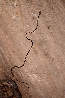 Common Blunt-headed Tree Snake - top, La Isla Escondida, Colombia Another meeting with this elegant lizard hunter. A super thin and strong snake that can stretch its body across a significant distance in mid-air, thereby not alerting any lizards sleeping in trees. This one was stick handled and put on a very large table at the lodge of La Isla Escondida. This individual is relatively short compared to earlier observations.
https://www.jungledragon.com/image/73635/common_blunt-headed_tree_snake_-_curious_la_isla_escondida_colombia.html
https://www.jungledragon.com/image/73636/common_blunt-headed_tree_snake_-_head_side_la_isla_escondida_colombia.html
https://www.jungledragon.com/image/73637/common_blunt-headed_tree_snake_-_curled_up_la_isla_escondida_colombia.html
https://www.jungledragon.com/image/73638/common_blunt-headed_tree_snake_-_frontal_la_isla_escondida_colombia.html
https://www.jungledragon.com/image/73640/common_blunt-headed_tree_snake_-_portrait_la_isla_escondida_colombia.html
https://www.jungledragon.com/image/73641/common_blunt-headed_tree_snake_-_curled_up_2_la_isla_escondida_colombia.html Colombia,Colombia 2018,Colombia South,Common Blunt-headed Tree Snake,Imantodes cenchoa,La Isla Escondida,Putumayo,South America,World