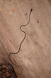 Common Blunt-headed Tree Snake - top, La Isla Escondida, Colombia Another meeting with this elegant lizard hunter. A super thin and strong snake that can stretch its body across a significant distance in mid-air, thereby not alerting any lizards sleeping in trees. This one was stick handled and put on a very large table at the lodge of La Isla Escondida. This individual is relatively short compared to earlier observations.<br />
https://www.jungledragon.com/image/73635/common_blunt-headed_tree_snake_-_curious_la_isla_escondida_colombia.html<br />
https://www.jungledragon.com/image/73636/common_blunt-headed_tree_snake_-_head_side_la_isla_escondida_colombia.html<br />
https://www.jungledragon.com/image/73637/common_blunt-headed_tree_snake_-_curled_up_la_isla_escondida_colombia.html<br />
https://www.jungledragon.com/image/73638/common_blunt-headed_tree_snake_-_frontal_la_isla_escondida_colombia.html<br />
https://www.jungledragon.com/image/73640/common_blunt-headed_tree_snake_-_portrait_la_isla_escondida_colombia.html<br />
https://www.jungledragon.com/image/73641/common_blunt-headed_tree_snake_-_curled_up_2_la_isla_escondida_colombia.html Colombia,Colombia 2018,Colombia South,Common Blunt-headed Tree Snake,Imantodes cenchoa,La Isla Escondida,Putumayo,South America,World