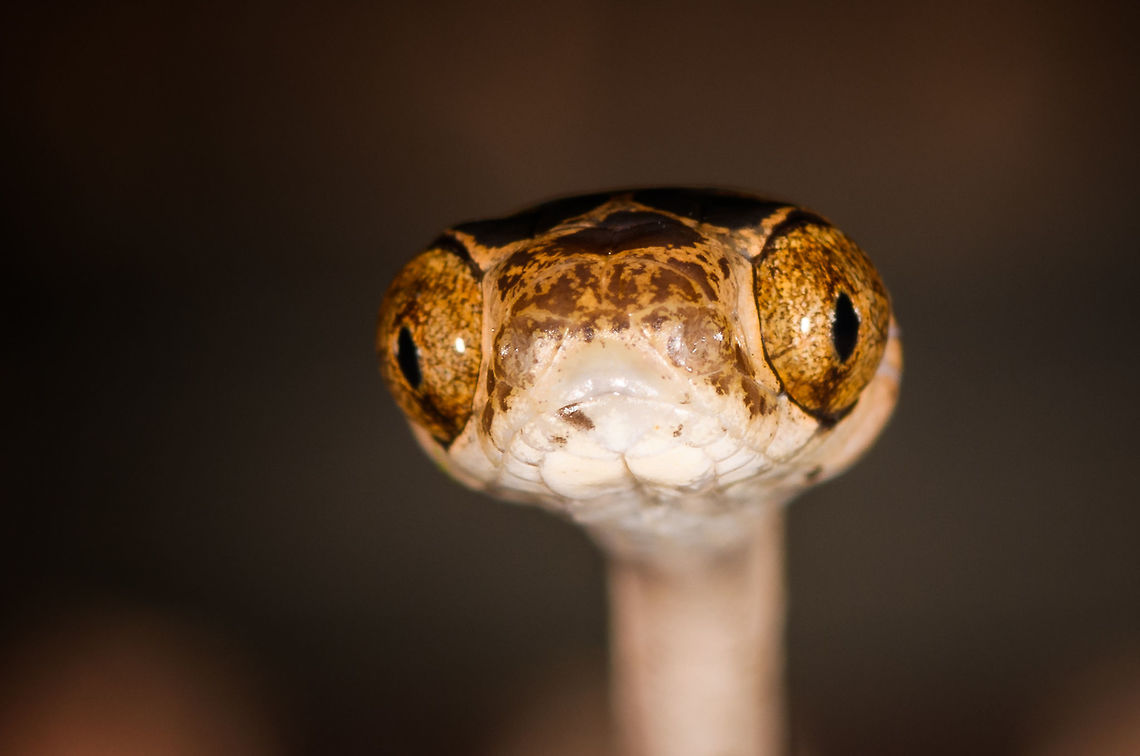 Common Blunt-headed Tree Snake - portrait, La Isla Escondida, Colombia Another meeting with this elegant lizard hunter. A super thin and strong snake that can stretch its body across a significant distance in mid-air, thereby not alerting any lizards sleeping in trees. This one was stick handled and put on a very large table at the lodge of La Isla Escondida. This individual is relatively short compared to earlier observations.<br />
<figure class="photo"><a href="https://www.jungledragon.com/image/73635/common_blunt-headed_tree_snake_-_curious_la_isla_escondida_colombia.html" title="Common Blunt-headed Tree Snake - curious, La Isla Escondida, Colombia"><img src="https://s3.amazonaws.com/media.jungledragon.com/images/2/73635_thumb.jpg?AWSAccessKeyId=05GMT0V3GWVNE7GGM1R2&Expires=1759968010&Signature=BrMn2pp3Do6jRDMAHl2YQV9flns%3D" width="110" height="152" alt="Common Blunt-headed Tree Snake - curious, La Isla Escondida, Colombia Another meeting with this elegant lizard hunter. A super thin and strong snake that can stretch its body across a significant distance in mid-air, thereby not alerting any lizards sleeping in trees. This one was stick handled and put on a very large table at the lodge of La Isla Escondida. This individual is relatively short compared to earlier observations.<br />
https://www.jungledragon.com/image/73636/common_blunt-headed_tree_snake_-_head_side_la_isla_escondida_colombia.html<br />
https://www.jungledragon.com/image/73637/common_blunt-headed_tree_snake_-_curled_up_la_isla_escondida_colombia.html<br />
https://www.jungledragon.com/image/73638/common_blunt-headed_tree_snake_-_frontal_la_isla_escondida_colombia.html<br />
https://www.jungledragon.com/image/73639/common_blunt-headed_tree_snake_-_top_la_isla_escondida_colombia.html<br />
https://www.jungledragon.com/image/73640/common_blunt-headed_tree_snake_-_portrait_la_isla_escondida_colombia.html<br />
https://www.jungledragon.com/image/73641/common_blunt-headed_tree_snake_-_curled_up_2_la_isla_escondida_colombia.html Colombia,Colombia 2018,Colombia South,Common Blunt-headed Tree Snake,Fall,Geotagged,Imantodes cenchoa,La Isla Escondida,Putumayo,South America,World" /></a></figure><br />
<figure class="photo"><a href="https://www.jungledragon.com/image/73636/common_blunt-headed_tree_snake_-_head_side_la_isla_escondida_colombia.html" title="Common Blunt-headed Tree Snake - head side, La Isla Escondida, Colombia"><img src="https://s3.amazonaws.com/media.jungledragon.com/images/2/73636_thumb.jpg?AWSAccessKeyId=05GMT0V3GWVNE7GGM1R2&Expires=1759968010&Signature=gVk0JsefPttp3ozpOK2l8Iwsp4g%3D" width="200" height="134" alt="Common Blunt-headed Tree Snake - head side, La Isla Escondida, Colombia Another meeting with this elegant lizard hunter. A super thin and strong snake that can stretch its body across a significant distance in mid-air, thereby not alerting any lizards sleeping in trees. This one was stick handled and put on a very large table at the lodge of La Isla Escondida. This individual is relatively short compared to earlier observations.<br />
https://www.jungledragon.com/image/73635/common_blunt-headed_tree_snake_-_curious_la_isla_escondida_colombia.html<br />
https://www.jungledragon.com/image/73637/common_blunt-headed_tree_snake_-_curled_up_la_isla_escondida_colombia.html<br />
https://www.jungledragon.com/image/73638/common_blunt-headed_tree_snake_-_frontal_la_isla_escondida_colombia.html<br />
https://www.jungledragon.com/image/73639/common_blunt-headed_tree_snake_-_top_la_isla_escondida_colombia.html<br />
https://www.jungledragon.com/image/73640/common_blunt-headed_tree_snake_-_portrait_la_isla_escondida_colombia.html<br />
https://www.jungledragon.com/image/73641/common_blunt-headed_tree_snake_-_curled_up_2_la_isla_escondida_colombia.html Colombia,Colombia 2018,Colombia South,Common Blunt-headed Tree Snake,Imantodes cenchoa,La Isla Escondida,Putumayo,South America,World" /></a></figure><br />
<figure class="photo"><a href="https://www.jungledragon.com/image/73637/common_blunt-headed_tree_snake_-_curled_up_la_isla_escondida_colombia.html" title="Common Blunt-headed Tree Snake - curled up, La Isla Escondida, Colombia"><img src="https://s3.amazonaws.com/media.jungledragon.com/images/2/73637_thumb.jpg?AWSAccessKeyId=05GMT0V3GWVNE7GGM1R2&Expires=1759968010&Signature=rnNo1aDLsdlUR494Kx%2FB0XJ811M%3D" width="200" height="134" alt="Common Blunt-headed Tree Snake - curled up, La Isla Escondida, Colombia Another meeting with this elegant lizard hunter. A super thin and strong snake that can stretch its body across a significant distance in mid-air, thereby not alerting any lizards sleeping in trees. This one was stick handled and put on a very large table at the lodge of La Isla Escondida. This individual is relatively short compared to earlier observations.<br />
https://www.jungledragon.com/image/73635/common_blunt-headed_tree_snake_-_curious_la_isla_escondida_colombia.html<br />
https://www.jungledragon.com/image/73636/common_blunt-headed_tree_snake_-_head_side_la_isla_escondida_colombia.html<br />
https://www.jungledragon.com/image/73638/common_blunt-headed_tree_snake_-_frontal_la_isla_escondida_colombia.html<br />
https://www.jungledragon.com/image/73639/common_blunt-headed_tree_snake_-_top_la_isla_escondida_colombia.html<br />
https://www.jungledragon.com/image/73640/common_blunt-headed_tree_snake_-_portrait_la_isla_escondida_colombia.html<br />
https://www.jungledragon.com/image/73641/common_blunt-headed_tree_snake_-_curled_up_2_la_isla_escondida_colombia.html Colombia,Colombia 2018,Colombia South,Common Blunt-headed Tree Snake,Imantodes cenchoa,La Isla Escondida,Putumayo,South America,World" /></a></figure><br />
<figure class="photo"><a href="https://www.jungledragon.com/image/73638/common_blunt-headed_tree_snake_-_frontal_la_isla_escondida_colombia.html" title="Common Blunt-headed Tree Snake - frontal, La Isla Escondida, Colombia"><img src="https://s3.amazonaws.com/media.jungledragon.com/images/2/73638_thumb.jpg?AWSAccessKeyId=05GMT0V3GWVNE7GGM1R2&Expires=1759968010&Signature=1TDaAOIchHKrWM%2BumuFrbnITZ6g%3D" width="200" height="138" alt="Common Blunt-headed Tree Snake - frontal, La Isla Escondida, Colombia Another meeting with this elegant lizard hunter. A super thin and strong snake that can stretch its body across a significant distance in mid-air, thereby not alerting any lizards sleeping in trees. This one was stick handled and put on a very large table at the lodge of La Isla Escondida. This individual is relatively short compared to earlier observations.<br />
https://www.jungledragon.com/image/73635/common_blunt-headed_tree_snake_-_curious_la_isla_escondida_colombia.html<br />
https://www.jungledragon.com/image/73636/common_blunt-headed_tree_snake_-_head_side_la_isla_escondida_colombia.html<br />
https://www.jungledragon.com/image/73637/common_blunt-headed_tree_snake_-_curled_up_la_isla_escondida_colombia.html<br />
https://www.jungledragon.com/image/73639/common_blunt-headed_tree_snake_-_top_la_isla_escondida_colombia.html<br />
https://www.jungledragon.com/image/73640/common_blunt-headed_tree_snake_-_portrait_la_isla_escondida_colombia.html<br />
https://www.jungledragon.com/image/73641/common_blunt-headed_tree_snake_-_curled_up_2_la_isla_escondida_colombia.html Colombia,Colombia 2018,Colombia South,Common Blunt-headed Tree Snake,Fall,Geotagged,Imantodes cenchoa,La Isla Escondida,Putumayo,South America,World" /></a></figure><br />
<figure class="photo"><a href="https://www.jungledragon.com/image/73639/common_blunt-headed_tree_snake_-_top_la_isla_escondida_colombia.html" title="Common Blunt-headed Tree Snake - top, La Isla Escondida, Colombia"><img src="https://s3.amazonaws.com/media.jungledragon.com/images/2/73639_thumb.jpg?AWSAccessKeyId=05GMT0V3GWVNE7GGM1R2&Expires=1759968010&Signature=AY7jDpndx5ajEt42ywnRTJpRvwk%3D" width="102" height="152" alt="Common Blunt-headed Tree Snake - top, La Isla Escondida, Colombia Another meeting with this elegant lizard hunter. A super thin and strong snake that can stretch its body across a significant distance in mid-air, thereby not alerting any lizards sleeping in trees. This one was stick handled and put on a very large table at the lodge of La Isla Escondida. This individual is relatively short compared to earlier observations.<br />
https://www.jungledragon.com/image/73635/common_blunt-headed_tree_snake_-_curious_la_isla_escondida_colombia.html<br />
https://www.jungledragon.com/image/73636/common_blunt-headed_tree_snake_-_head_side_la_isla_escondida_colombia.html<br />
https://www.jungledragon.com/image/73637/common_blunt-headed_tree_snake_-_curled_up_la_isla_escondida_colombia.html<br />
https://www.jungledragon.com/image/73638/common_blunt-headed_tree_snake_-_frontal_la_isla_escondida_colombia.html<br />
https://www.jungledragon.com/image/73640/common_blunt-headed_tree_snake_-_portrait_la_isla_escondida_colombia.html<br />
https://www.jungledragon.com/image/73641/common_blunt-headed_tree_snake_-_curled_up_2_la_isla_escondida_colombia.html Colombia,Colombia 2018,Colombia South,Common Blunt-headed Tree Snake,Imantodes cenchoa,La Isla Escondida,Putumayo,South America,World" /></a></figure><br />
<figure class="photo"><a href="https://www.jungledragon.com/image/73641/common_blunt-headed_tree_snake_-_curled_up_2_la_isla_escondida_colombia.html" title="Common Blunt-headed Tree Snake - curled up 2, La Isla Escondida, Colombia"><img src="https://s3.amazonaws.com/media.jungledragon.com/images/2/73641_thumb.jpg?AWSAccessKeyId=05GMT0V3GWVNE7GGM1R2&Expires=1759968010&Signature=TClWfl3hmQTKuySx2qEQvqvfgjo%3D" width="200" height="166" alt="Common Blunt-headed Tree Snake - curled up 2, La Isla Escondida, Colombia Another meeting with this elegant lizard hunter. A super thin and strong snake that can stretch its body across a significant distance in mid-air, thereby not alerting any lizards sleeping in trees. This one was stick handled and put on a very large table at the lodge of La Isla Escondida. This individual is relatively short compared to earlier observations.<br />
https://www.jungledragon.com/image/73635/common_blunt-headed_tree_snake_-_curious_la_isla_escondida_colombia.html<br />
https://www.jungledragon.com/image/73636/common_blunt-headed_tree_snake_-_head_side_la_isla_escondida_colombia.html<br />
https://www.jungledragon.com/image/73637/common_blunt-headed_tree_snake_-_curled_up_la_isla_escondida_colombia.html<br />
https://www.jungledragon.com/image/73638/common_blunt-headed_tree_snake_-_frontal_la_isla_escondida_colombia.html<br />
https://www.jungledragon.com/image/73639/common_blunt-headed_tree_snake_-_top_la_isla_escondida_colombia.html<br />
https://www.jungledragon.com/image/73640/common_blunt-headed_tree_snake_-_portrait_la_isla_escondida_colombia.html Colombia,Colombia 2018,Colombia South,Common Blunt-headed Tree Snake,Imantodes cenchoa,La Isla Escondida,Putumayo,South America,World" /></a></figure> Colombia,Colombia 2018,Colombia South,Common Blunt-headed Tree Snake,Fall,Geotagged,Imantodes cenchoa,La Isla Escondida,Putumayo,South America,World