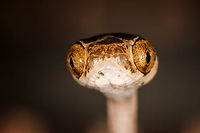 Common Blunt-headed Tree Snake - portrait, La Isla Escondida, Colombia Another meeting with this elegant lizard hunter. A super thin and strong snake that can stretch its body across a significant distance in mid-air, thereby not alerting any lizards sleeping in trees. This one was stick handled and put on a very large table at the lodge of La Isla Escondida. This individual is relatively short compared to earlier observations.<br />
https://www.jungledragon.com/image/73635/common_blunt-headed_tree_snake_-_curious_la_isla_escondida_colombia.html<br />
https://www.jungledragon.com/image/73636/common_blunt-headed_tree_snake_-_head_side_la_isla_escondida_colombia.html<br />
https://www.jungledragon.com/image/73637/common_blunt-headed_tree_snake_-_curled_up_la_isla_escondida_colombia.html<br />
https://www.jungledragon.com/image/73638/common_blunt-headed_tree_snake_-_frontal_la_isla_escondida_colombia.html<br />
https://www.jungledragon.com/image/73639/common_blunt-headed_tree_snake_-_top_la_isla_escondida_colombia.html<br />
https://www.jungledragon.com/image/73641/common_blunt-headed_tree_snake_-_curled_up_2_la_isla_escondida_colombia.html Colombia,Colombia 2018,Colombia South,Common Blunt-headed Tree Snake,Fall,Geotagged,Imantodes cenchoa,La Isla Escondida,Putumayo,South America,World