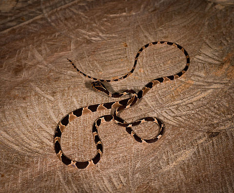 Common Blunt-headed Tree Snake - curled up 2, La Isla Escondida, Colombia Another meeting with this elegant lizard hunter. A super thin and strong snake that can stretch its body across a significant distance in mid-air, thereby not alerting any lizards sleeping in trees. This one was stick handled and put on a very large table at the lodge of La Isla Escondida. This individual is relatively short compared to earlier observations.
https://www.jungledragon.com/image/73635/common_blunt-headed_tree_snake_-_curious_la_isla_escondida_colombia.html
https://www.jungledragon.com/image/73636/common_blunt-headed_tree_snake_-_head_side_la_isla_escondida_colombia.html
https://www.jungledragon.com/image/73637/common_blunt-headed_tree_snake_-_curled_up_la_isla_escondida_colombia.html
https://www.jungledragon.com/image/73638/common_blunt-headed_tree_snake_-_frontal_la_isla_escondida_colombia.html
https://www.jungledragon.com/image/73639/common_blunt-headed_tree_snake_-_top_la_isla_escondida_colombia.html
https://www.jungledragon.com/image/73640/common_blunt-headed_tree_snake_-_portrait_la_isla_escondida_colombia.html Colombia,Colombia 2018,Colombia South,Common Blunt-headed Tree Snake,Imantodes cenchoa,La Isla Escondida,Putumayo,South America,World