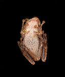 Camouflaged rain frog - belly, La Isla Escondida, Colombia A beautiful frog with a military-like camouflage, yellow eyes and very large feet. Found near the lodge of La Isla Escondida. It was bagged with some leafs and moss, and then put on a table for a few shots, including a glass plate belly shot. Next, it was released.<br />
https://www.jungledragon.com/image/73644/camouflaged_rain_frog_la_isla_escondida_colombia.html<br />
https://www.jungledragon.com/image/73645/camouflaged_rain_frog_-_front_la_isla_escondida_colombia.html<br />
https://www.jungledragon.com/image/73643/camouflaged_rain_frog_-_head_la_isla_escondida_colombia.html<br />
<br />
This was the last observation of our 5th and last night in La Isla Escondida. One more to go of the morning that follows to close this chapter of our journey. Colombia,Colombia 2018,Colombia South,La Isla Escondida,Putumayo,South America,World