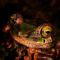Camouflaged rain frog - head, La Isla Escondida, Colombia A beautiful frog with a military-like camouflage, yellow eyes and very large feet. Found near the lodge of La Isla Escondida. It was bagged with some leafs and moss, and then put on a table for a few shots, including a glass plate belly shot. Next, it was released.<br />
https://www.jungledragon.com/image/73644/camouflaged_rain_frog_la_isla_escondida_colombia.html<br />
https://www.jungledragon.com/image/73645/camouflaged_rain_frog_-_front_la_isla_escondida_colombia.html<br />
https://www.jungledragon.com/image/73642/camouflaged_rain_frog_-_belly_la_isla_escondida_colombia.html<br />
<br />
This was the last observation of our 5th and last night in La Isla Escondida. One more to go of the morning that follows to close this chapter of our journey. Colombia,Colombia 2018,Colombia South,Fall,Geotagged,La Isla Escondida,Putumayo,South America,World