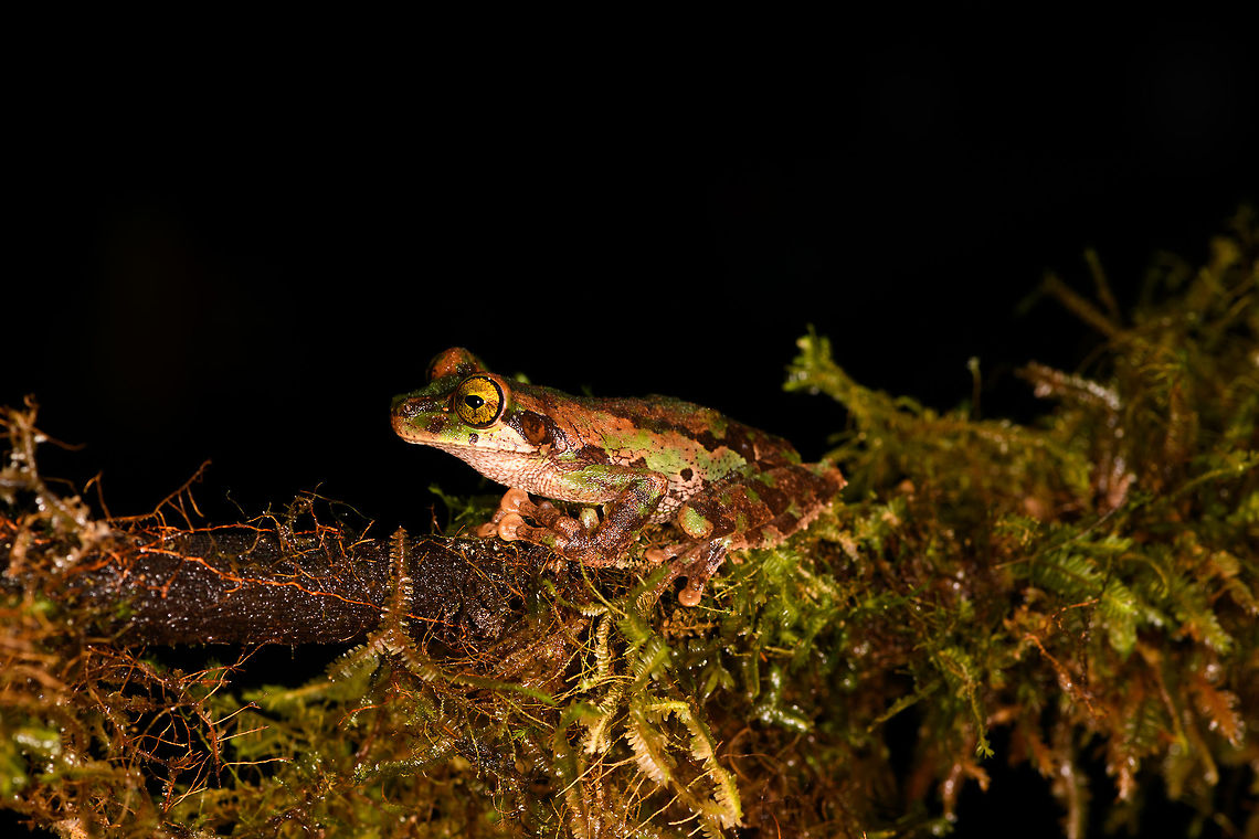 Camouflaged rain frog, La Isla Escondida, Colombia A beautiful frog with a military-like camouflage, yellow eyes and very large feet. Found near the lodge of La Isla Escondida. It was bagged with some leafs and moss, and then put on a table for a few shots, including a glass plate belly shot. Next, it was released.<br />
<figure class="photo"><a href="https://www.jungledragon.com/image/73645/camouflaged_rain_frog_-_front_la_isla_escondida_colombia.html" title="Camouflaged rain frog - front, La Isla Escondida, Colombia"><img src="https://s3.amazonaws.com/media.jungledragon.com/images/2/73645_thumb.jpg?AWSAccessKeyId=05GMT0V3GWVNE7GGM1R2&Expires=1759968010&Signature=Ipl%2BbCk1SCLTqIzMUQz1J9BjFvg%3D" width="140" height="152" alt="Camouflaged rain frog - front, La Isla Escondida, Colombia A beautiful frog with a military-like camouflage, yellow eyes and very large feet. Found near the lodge of La Isla Escondida. It was bagged with some leafs and moss, and then put on a table for a few shots, including a glass plate belly shot. Next, it was released.<br />
https://www.jungledragon.com/image/73644/camouflaged_rain_frog_la_isla_escondida_colombia.html<br />
https://www.jungledragon.com/image/73643/camouflaged_rain_frog_-_head_la_isla_escondida_colombia.html<br />
https://www.jungledragon.com/image/73642/camouflaged_rain_frog_-_belly_la_isla_escondida_colombia.html<br />
<br />
This was the last observation of our 5th and last night in La Isla Escondida. One more to go of the morning that follows to close this chapter of our journey. Colombia,Colombia 2018,Colombia South,La Isla Escondida,Putumayo,South America,World" /></a></figure><br />
<figure class="photo"><a href="https://www.jungledragon.com/image/73643/camouflaged_rain_frog_-_head_la_isla_escondida_colombia.html" title="Camouflaged rain frog - head, La Isla Escondida, Colombia"><img src="https://s3.amazonaws.com/media.jungledragon.com/images/2/73643_thumb.jpg?AWSAccessKeyId=05GMT0V3GWVNE7GGM1R2&Expires=1759968010&Signature=hYY9rwnoZuIVV%2FLtuuDb%2Fq7XJaM%3D" width="200" height="200" alt="Camouflaged rain frog - head, La Isla Escondida, Colombia A beautiful frog with a military-like camouflage, yellow eyes and very large feet. Found near the lodge of La Isla Escondida. It was bagged with some leafs and moss, and then put on a table for a few shots, including a glass plate belly shot. Next, it was released.<br />
https://www.jungledragon.com/image/73644/camouflaged_rain_frog_la_isla_escondida_colombia.html<br />
https://www.jungledragon.com/image/73645/camouflaged_rain_frog_-_front_la_isla_escondida_colombia.html<br />
https://www.jungledragon.com/image/73642/camouflaged_rain_frog_-_belly_la_isla_escondida_colombia.html<br />
<br />
This was the last observation of our 5th and last night in La Isla Escondida. One more to go of the morning that follows to close this chapter of our journey. Colombia,Colombia 2018,Colombia South,Fall,Geotagged,La Isla Escondida,Putumayo,South America,World" /></a></figure><br />
<figure class="photo"><a href="https://www.jungledragon.com/image/73642/camouflaged_rain_frog_-_belly_la_isla_escondida_colombia.html" title="Camouflaged rain frog - belly, La Isla Escondida, Colombia"><img src="https://s3.amazonaws.com/media.jungledragon.com/images/2/73642_thumb.jpg?AWSAccessKeyId=05GMT0V3GWVNE7GGM1R2&Expires=1759968010&Signature=%2BxhBDEOlyeL89AuDWklV7qvtF7E%3D" width="128" height="152" alt="Camouflaged rain frog - belly, La Isla Escondida, Colombia A beautiful frog with a military-like camouflage, yellow eyes and very large feet. Found near the lodge of La Isla Escondida. It was bagged with some leafs and moss, and then put on a table for a few shots, including a glass plate belly shot. Next, it was released.<br />
https://www.jungledragon.com/image/73644/camouflaged_rain_frog_la_isla_escondida_colombia.html<br />
https://www.jungledragon.com/image/73645/camouflaged_rain_frog_-_front_la_isla_escondida_colombia.html<br />
https://www.jungledragon.com/image/73643/camouflaged_rain_frog_-_head_la_isla_escondida_colombia.html<br />
<br />
This was the last observation of our 5th and last night in La Isla Escondida. One more to go of the morning that follows to close this chapter of our journey. Colombia,Colombia 2018,Colombia South,La Isla Escondida,Putumayo,South America,World" /></a></figure><br />
<br />
This was the last observation of our 5th and last night in La Isla Escondida. One more to go of the morning that follows to close this chapter of our journey. Colombia,Colombia 2018,Colombia South,La Isla Escondida,Putumayo,South America,World