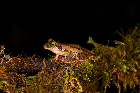Camouflaged rain frog, La Isla Escondida, Colombia A beautiful frog with a military-like camouflage, yellow eyes and very large feet. Found near the lodge of La Isla Escondida. It was bagged with some leafs and moss, and then put on a table for a few shots, including a glass plate belly shot. Next, it was released.
https://www.jungledragon.com/image/73645/camouflaged_rain_frog_-_front_la_isla_escondida_colombia.html
https://www.jungledragon.com/image/73643/camouflaged_rain_frog_-_head_la_isla_escondida_colombia.html
https://www.jungledragon.com/image/73642/camouflaged_rain_frog_-_belly_la_isla_escondida_colombia.html

This was the last observation of our 5th and last night in La Isla Escondida. One more to go of the morning that follows to close this chapter of our journey. Colombia,Colombia 2018,Colombia South,La Isla Escondida,Putumayo,South America,World