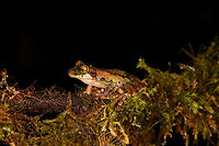 Camouflaged rain frog, La Isla Escondida, Colombia A beautiful frog with a military-like camouflage, yellow eyes and very large feet. Found near the lodge of La Isla Escondida. It was bagged with some leafs and moss, and then put on a table for a few shots, including a glass plate belly shot. Next, it was released.<br />
https://www.jungledragon.com/image/73645/camouflaged_rain_frog_-_front_la_isla_escondida_colombia.html<br />
https://www.jungledragon.com/image/73643/camouflaged_rain_frog_-_head_la_isla_escondida_colombia.html<br />
https://www.jungledragon.com/image/73642/camouflaged_rain_frog_-_belly_la_isla_escondida_colombia.html<br />
<br />
This was the last observation of our 5th and last night in La Isla Escondida. One more to go of the morning that follows to close this chapter of our journey. Colombia,Colombia 2018,Colombia South,La Isla Escondida,Putumayo,South America,World