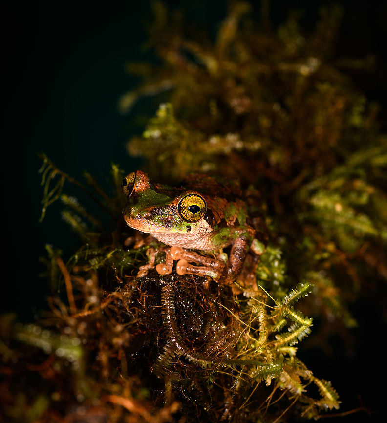 Camouflaged rain frog - front, La Isla Escondida, Colombia A beautiful frog with a military-like camouflage, yellow eyes and very large feet. Found near the lodge of La Isla Escondida. It was bagged with some leafs and moss, and then put on a table for a few shots, including a glass plate belly shot. Next, it was released.<br />
<figure class="photo"><a href="https://www.jungledragon.com/image/73644/camouflaged_rain_frog_la_isla_escondida_colombia.html" title="Camouflaged rain frog, La Isla Escondida, Colombia"><img src="https://s3.amazonaws.com/media.jungledragon.com/images/2/73644_thumb.jpg?AWSAccessKeyId=05GMT0V3GWVNE7GGM1R2&Expires=1759968010&Signature=eH3lKfJ%2BEbP8Ab6qSs26Sxkp5t4%3D" width="200" height="134" alt="Camouflaged rain frog, La Isla Escondida, Colombia A beautiful frog with a military-like camouflage, yellow eyes and very large feet. Found near the lodge of La Isla Escondida. It was bagged with some leafs and moss, and then put on a table for a few shots, including a glass plate belly shot. Next, it was released.<br />
https://www.jungledragon.com/image/73645/camouflaged_rain_frog_-_front_la_isla_escondida_colombia.html<br />
https://www.jungledragon.com/image/73643/camouflaged_rain_frog_-_head_la_isla_escondida_colombia.html<br />
https://www.jungledragon.com/image/73642/camouflaged_rain_frog_-_belly_la_isla_escondida_colombia.html<br />
<br />
This was the last observation of our 5th and last night in La Isla Escondida. One more to go of the morning that follows to close this chapter of our journey. Colombia,Colombia 2018,Colombia South,La Isla Escondida,Putumayo,South America,World" /></a></figure><br />
<figure class="photo"><a href="https://www.jungledragon.com/image/73643/camouflaged_rain_frog_-_head_la_isla_escondida_colombia.html" title="Camouflaged rain frog - head, La Isla Escondida, Colombia"><img src="https://s3.amazonaws.com/media.jungledragon.com/images/2/73643_thumb.jpg?AWSAccessKeyId=05GMT0V3GWVNE7GGM1R2&Expires=1759968010&Signature=hYY9rwnoZuIVV%2FLtuuDb%2Fq7XJaM%3D" width="200" height="200" alt="Camouflaged rain frog - head, La Isla Escondida, Colombia A beautiful frog with a military-like camouflage, yellow eyes and very large feet. Found near the lodge of La Isla Escondida. It was bagged with some leafs and moss, and then put on a table for a few shots, including a glass plate belly shot. Next, it was released.<br />
https://www.jungledragon.com/image/73644/camouflaged_rain_frog_la_isla_escondida_colombia.html<br />
https://www.jungledragon.com/image/73645/camouflaged_rain_frog_-_front_la_isla_escondida_colombia.html<br />
https://www.jungledragon.com/image/73642/camouflaged_rain_frog_-_belly_la_isla_escondida_colombia.html<br />
<br />
This was the last observation of our 5th and last night in La Isla Escondida. One more to go of the morning that follows to close this chapter of our journey. Colombia,Colombia 2018,Colombia South,Fall,Geotagged,La Isla Escondida,Putumayo,South America,World" /></a></figure><br />
<figure class="photo"><a href="https://www.jungledragon.com/image/73642/camouflaged_rain_frog_-_belly_la_isla_escondida_colombia.html" title="Camouflaged rain frog - belly, La Isla Escondida, Colombia"><img src="https://s3.amazonaws.com/media.jungledragon.com/images/2/73642_thumb.jpg?AWSAccessKeyId=05GMT0V3GWVNE7GGM1R2&Expires=1759968010&Signature=%2BxhBDEOlyeL89AuDWklV7qvtF7E%3D" width="128" height="152" alt="Camouflaged rain frog - belly, La Isla Escondida, Colombia A beautiful frog with a military-like camouflage, yellow eyes and very large feet. Found near the lodge of La Isla Escondida. It was bagged with some leafs and moss, and then put on a table for a few shots, including a glass plate belly shot. Next, it was released.<br />
https://www.jungledragon.com/image/73644/camouflaged_rain_frog_la_isla_escondida_colombia.html<br />
https://www.jungledragon.com/image/73645/camouflaged_rain_frog_-_front_la_isla_escondida_colombia.html<br />
https://www.jungledragon.com/image/73643/camouflaged_rain_frog_-_head_la_isla_escondida_colombia.html<br />
<br />
This was the last observation of our 5th and last night in La Isla Escondida. One more to go of the morning that follows to close this chapter of our journey. Colombia,Colombia 2018,Colombia South,La Isla Escondida,Putumayo,South America,World" /></a></figure><br />
<br />
This was the last observation of our 5th and last night in La Isla Escondida. One more to go of the morning that follows to close this chapter of our journey. Colombia,Colombia 2018,Colombia South,La Isla Escondida,Putumayo,South America,World