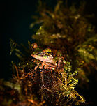 Camouflaged rain frog - front, La Isla Escondida, Colombia A beautiful frog with a military-like camouflage, yellow eyes and very large feet. Found near the lodge of La Isla Escondida. It was bagged with some leafs and moss, and then put on a table for a few shots, including a glass plate belly shot. Next, it was released.<br />
https://www.jungledragon.com/image/73644/camouflaged_rain_frog_la_isla_escondida_colombia.html<br />
https://www.jungledragon.com/image/73643/camouflaged_rain_frog_-_head_la_isla_escondida_colombia.html<br />
https://www.jungledragon.com/image/73642/camouflaged_rain_frog_-_belly_la_isla_escondida_colombia.html<br />
<br />
This was the last observation of our 5th and last night in La Isla Escondida. One more to go of the morning that follows to close this chapter of our journey. Colombia,Colombia 2018,Colombia South,La Isla Escondida,Putumayo,South America,World