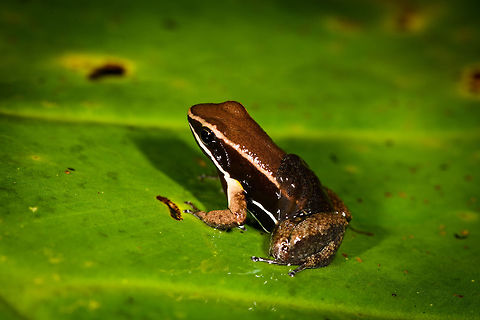 Allobates femoralis with tadpoles, La Isla Escondida, Colombia On this day, we exited the La Isla Escondida reserve after 5 full days there. We followed the same path that took us in, in opposite direction, 7km through the jungle. On our way out, our guide Manuel found this wonderful poison frog with tadpoles on the back. And that makes it the final observation from La Isla Escondida. 
https://www.jungledragon.com/image/73650/allobates_femoralis_with_tadpoles_-_top_view_la_isla_escondida_colombia.html
https://www.jungledragon.com/image/73651/allobates_femoralis_with_tadpoles_-_side_view_la_isla_escondida_colombia.html
https://www.jungledragon.com/image/73652/allobates_femoralis_with_tadpoles_-_side_view_2_la_isla_escondida_colombia.html
https://www.jungledragon.com/image/73653/allobates_femoralis_with_tadpoles_-_front_view_la_isla_escondida_colombia.html
https://www.jungledragon.com/image/73654/allobates_femoralis_tadpoles_la_isla_escondida_colombia.html

A few closing words on this location:

An unforgettable location for so many reasons. We had a primary rainforest all to ourselves for 5 days, aided by two extraordinary guides. We combined our wide interest in nature with hard work, by taking virtually every possible opportunity to explore and document what this forest has to offer. And it has rewarded us greatly:

https://www.jungledragon.com/tag/50999/la_isla_escondida.html

This set is as large as our typical set is for a total trip. But in this case it was only 5 days. It took me months just to share this single location. We managed to capture a stunning amount of diverse creatures:

- A few epic canopy-only birds
- Stunning insects all over
- Our first mothing attempt in the jungle
- A paradise for herping
- fun with fungi and creative lighting
- Incredible night tours

I could go on, but I'll let the set speak for itself. In 12 years of wildlife travel, nothing has come close to our experience here. I don't think we will ever match or top our productivity here, or the diversity found. But you can count on us to try anyway :) Allobates femoralis,Colombia,Colombia 2018,Colombia South,La Isla Escondida,Putumayo,South America,World