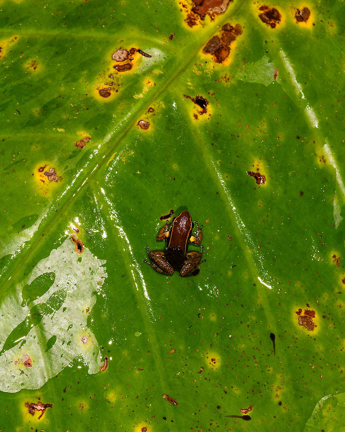 Allobates femoralis with tadpoles - top view, La Isla Escondida, Colombia On this day, we exited the La Isla Escondida reserve after 5 full days there. We followed the same path that took us in, in opposite direction, 7km through the jungle. On our way out, our guide Manuel found this wonderful poison frog with tadpoles on the back. And that makes it the final observation from La Isla Escondida. <br />
<figure class="photo"><a href="https://www.jungledragon.com/image/73649/allobates_femoralis_with_tadpoles_la_isla_escondida_colombia.html" title="Allobates femoralis with tadpoles, La Isla Escondida, Colombia"><img src="https://s3.amazonaws.com/media.jungledragon.com/images/2/73649_thumb.jpg?AWSAccessKeyId=05GMT0V3GWVNE7GGM1R2&Expires=1759968010&Signature=3GUMidy74MKO4FH2fXYgjPF9gNU%3D" width="200" height="134" alt="Allobates femoralis with tadpoles, La Isla Escondida, Colombia On this day, we exited the La Isla Escondida reserve after 5 full days there. We followed the same path that took us in, in opposite direction, 7km through the jungle. On our way out, our guide Manuel found this wonderful poison frog with tadpoles on the back. And that makes it the final observation from La Isla Escondida. <br />
https://www.jungledragon.com/image/73650/allobates_femoralis_with_tadpoles_-_top_view_la_isla_escondida_colombia.html<br />
https://www.jungledragon.com/image/73651/allobates_femoralis_with_tadpoles_-_side_view_la_isla_escondida_colombia.html<br />
https://www.jungledragon.com/image/73652/allobates_femoralis_with_tadpoles_-_side_view_2_la_isla_escondida_colombia.html<br />
https://www.jungledragon.com/image/73653/allobates_femoralis_with_tadpoles_-_front_view_la_isla_escondida_colombia.html<br />
https://www.jungledragon.com/image/73654/allobates_femoralis_tadpoles_la_isla_escondida_colombia.html<br />
<br />
A few closing words on this location:<br />
<br />
An unforgettable location for so many reasons. We had a primary rainforest all to ourselves for 5 days, aided by two extraordinary guides. We combined our wide interest in nature with hard work, by taking virtually every possible opportunity to explore and document what this forest has to offer. And it has rewarded us greatly:<br />
<br />
https://www.jungledragon.com/tag/50999/la_isla_escondida.html<br />
<br />
This set is as large as our typical set is for a total trip. But in this case it was only 5 days. It took me months just to share this single location. We managed to capture a stunning amount of diverse creatures:<br />
<br />
- A few epic canopy-only birds<br />
- Stunning insects all over<br />
- Our first mothing attempt in the jungle<br />
- A paradise for herping<br />
- fun with fungi and creative lighting<br />
- Incredible night tours<br />
<br />
I could go on, but I&#039;ll let the set speak for itself. In 12 years of wildlife travel, nothing has come close to our experience here. I don&#039;t think we will ever match or top our productivity here, or the diversity found. But you can count on us to try anyway :) Allobates femoralis,Colombia,Colombia 2018,Colombia South,La Isla Escondida,Putumayo,South America,World" /></a></figure><br />
<figure class="photo"><a href="https://www.jungledragon.com/image/73651/allobates_femoralis_with_tadpoles_-_side_view_la_isla_escondida_colombia.html" title="Allobates femoralis with tadpoles - side view, La Isla Escondida, Colombia"><img src="https://s3.amazonaws.com/media.jungledragon.com/images/2/73651_thumb.jpg?AWSAccessKeyId=05GMT0V3GWVNE7GGM1R2&Expires=1759968010&Signature=joFkrWMk2YK0Qub7EbbeHXYlSOo%3D" width="200" height="134" alt="Allobates femoralis with tadpoles - side view, La Isla Escondida, Colombia On this day, we exited the La Isla Escondida reserve after 5 full days there. We followed the same path that took us in, in opposite direction, 7km through the jungle. On our way out, our guide Manuel found this wonderful poison frog with tadpoles on the back. And that makes it the final observation from La Isla Escondida. <br />
https://www.jungledragon.com/image/73649/allobates_femoralis_with_tadpoles_la_isla_escondida_colombia.html<br />
https://www.jungledragon.com/image/73650/allobates_femoralis_with_tadpoles_-_top_view_la_isla_escondida_colombia.html<br />
https://www.jungledragon.com/image/73652/allobates_femoralis_with_tadpoles_-_side_view_2_la_isla_escondida_colombia.html<br />
https://www.jungledragon.com/image/73653/allobates_femoralis_with_tadpoles_-_front_view_la_isla_escondida_colombia.html<br />
https://www.jungledragon.com/image/73654/allobates_femoralis_tadpoles_la_isla_escondida_colombia.html<br />
<br />
A few closing words on this location:<br />
<br />
An unforgettable location for so many reasons. We had a primary rainforest all to ourselves for 5 days, aided by two extraordinary guides. We combined our wide interest in nature with hard work, by taking virtually every possible opportunity to explore and document what this forest has to offer. And it has rewarded us greatly:<br />
<br />
https://www.jungledragon.com/tag/50999/la_isla_escondida.html<br />
<br />
This set is as large as our typical set is for a total trip. But in this case it was only 5 days. It took me months just to share this single location. We managed to capture a stunning amount of diverse creatures:<br />
<br />
- A few epic canopy-only birds<br />
- Stunning insects all over<br />
- Our first mothing attempt in the jungle<br />
- A paradise for herping<br />
- fun with fungi and creative lighting<br />
- Incredible night tours<br />
<br />
I could go on, but I&#039;ll let the set speak for itself. In 12 years of wildlife travel, nothing has come close to our experience here. I don&#039;t think we will ever match or top our productivity here, or the diversity found. But you can count on us to try anyway :) Allobates femoralis,Colombia,Colombia 2018,Colombia South,La Isla Escondida,Putumayo,South America,World" /></a></figure><br />
<figure class="photo"><a href="https://www.jungledragon.com/image/73652/allobates_femoralis_with_tadpoles_-_side_view_2_la_isla_escondida_colombia.html" title="Allobates femoralis with tadpoles - side view 2, La Isla Escondida, Colombia"><img src="https://s3.amazonaws.com/media.jungledragon.com/images/2/73652_thumb.jpg?AWSAccessKeyId=05GMT0V3GWVNE7GGM1R2&Expires=1759968010&Signature=BPNvbE6lNZOTUTiqD7UgNUnu%2F6Q%3D" width="200" height="140" alt="Allobates femoralis with tadpoles - side view 2, La Isla Escondida, Colombia On this day, we exited the La Isla Escondida reserve after 5 full days there. We followed the same path that took us in, in opposite direction, 7km through the jungle. On our way out, our guide Manuel found this wonderful poison frog with tadpoles on the back. And that makes it the final observation from La Isla Escondida. <br />
https://www.jungledragon.com/image/73649/allobates_femoralis_with_tadpoles_la_isla_escondida_colombia.html<br />
https://www.jungledragon.com/image/73650/allobates_femoralis_with_tadpoles_-_top_view_la_isla_escondida_colombia.html<br />
https://www.jungledragon.com/image/73651/allobates_femoralis_with_tadpoles_-_side_view_la_isla_escondida_colombia.html<br />
https://www.jungledragon.com/image/73653/allobates_femoralis_with_tadpoles_-_front_view_la_isla_escondida_colombia.html<br />
https://www.jungledragon.com/image/73654/allobates_femoralis_tadpoles_la_isla_escondida_colombia.html<br />
<br />
A few closing words on this location:<br />
<br />
An unforgettable location for so many reasons. We had a primary rainforest all to ourselves for 5 days, aided by two extraordinary guides. We combined our wide interest in nature with hard work, by taking virtually every possible opportunity to explore and document what this forest has to offer. And it has rewarded us greatly:<br />
<br />
https://www.jungledragon.com/tag/50999/la_isla_escondida.html<br />
<br />
This set is as large as our typical set is for a total trip. But in this case it was only 5 days. It took me months just to share this single location. We managed to capture a stunning amount of diverse creatures:<br />
<br />
- A few epic canopy-only birds<br />
- Stunning insects all over<br />
- Our first mothing attempt in the jungle<br />
- A paradise for herping<br />
- fun with fungi and creative lighting<br />
- Incredible night tours<br />
<br />
I could go on, but I&#039;ll let the set speak for itself. In 12 years of wildlife travel, nothing has come close to our experience here. I don&#039;t think we will ever match or top our productivity here, or the diversity found. But you can count on us to try anyway :) Allobates femoralis,Colombia,Colombia 2018,Colombia South,La Isla Escondida,Putumayo,South America,World" /></a></figure><br />
<figure class="photo"><a href="https://www.jungledragon.com/image/73653/allobates_femoralis_with_tadpoles_-_front_view_la_isla_escondida_colombia.html" title="Allobates femoralis with tadpoles - front view, La Isla Escondida, Colombia"><img src="https://s3.amazonaws.com/media.jungledragon.com/images/2/73653_thumb.jpg?AWSAccessKeyId=05GMT0V3GWVNE7GGM1R2&Expires=1759968010&Signature=qXzBa7ckjosHpzRJ8z0eSA3IxGU%3D" width="200" height="144" alt="Allobates femoralis with tadpoles - front view, La Isla Escondida, Colombia On this day, we exited the La Isla Escondida reserve after 5 full days there. We followed the same path that took us in, in opposite direction, 7km through the jungle. On our way out, our guide Manuel found this wonderful poison frog with tadpoles on the back. And that makes it the final observation from La Isla Escondida. <br />
https://www.jungledragon.com/image/73649/allobates_femoralis_with_tadpoles_la_isla_escondida_colombia.html<br />
https://www.jungledragon.com/image/73650/allobates_femoralis_with_tadpoles_-_top_view_la_isla_escondida_colombia.html<br />
https://www.jungledragon.com/image/73651/allobates_femoralis_with_tadpoles_-_side_view_la_isla_escondida_colombia.html<br />
https://www.jungledragon.com/image/73652/allobates_femoralis_with_tadpoles_-_side_view_2_la_isla_escondida_colombia.html<br />
https://www.jungledragon.com/image/73654/allobates_femoralis_tadpoles_la_isla_escondida_colombia.html<br />
<br />
A few closing words on this location:<br />
<br />
An unforgettable location for so many reasons. We had a primary rainforest all to ourselves for 5 days, aided by two extraordinary guides. We combined our wide interest in nature with hard work, by taking virtually every possible opportunity to explore and document what this forest has to offer. And it has rewarded us greatly:<br />
<br />
https://www.jungledragon.com/tag/50999/la_isla_escondida.html<br />
<br />
This set is as large as our typical set is for a total trip. But in this case it was only 5 days. It took me months just to share this single location. We managed to capture a stunning amount of diverse creatures:<br />
<br />
- A few epic canopy-only birds<br />
- Stunning insects all over<br />
- Our first mothing attempt in the jungle<br />
- A paradise for herping<br />
- fun with fungi and creative lighting<br />
- Incredible night tours<br />
<br />
I could go on, but I&#039;ll let the set speak for itself. In 12 years of wildlife travel, nothing has come close to our experience here. I don&#039;t think we will ever match or top our productivity here, or the diversity found. But you can count on us to try anyway :) Allobates femoralis,Colombia,Colombia 2018,Colombia South,La Isla Escondida,Putumayo,South America,World" /></a></figure><br />
<figure class="photo"><a href="https://www.jungledragon.com/image/73654/allobates_femoralis_tadpoles_la_isla_escondida_colombia.html" title="Allobates femoralis tadpoles, La Isla Escondida, Colombia"><img src="https://s3.amazonaws.com/media.jungledragon.com/images/2/73654_thumb.jpg?AWSAccessKeyId=05GMT0V3GWVNE7GGM1R2&Expires=1759968010&Signature=vQe21UDh1Ec4M4kcmwRlrSnF8h8%3D" width="200" height="156" alt="Allobates femoralis tadpoles, La Isla Escondida, Colombia On this day, we exited the La Isla Escondida reserve after 5 full days there. We followed the same path that took us in, in opposite direction, 7km through the jungle. On our way out, our guide Manuel found this wonderful poison frog with tadpoles on the back. And that makes it the final observation from La Isla Escondida. <br />
https://www.jungledragon.com/image/73649/allobates_femoralis_with_tadpoles_la_isla_escondida_colombia.html<br />
https://www.jungledragon.com/image/73650/allobates_femoralis_with_tadpoles_-_top_view_la_isla_escondida_colombia.html<br />
https://www.jungledragon.com/image/73651/allobates_femoralis_with_tadpoles_-_side_view_la_isla_escondida_colombia.html<br />
https://www.jungledragon.com/image/73652/allobates_femoralis_with_tadpoles_-_side_view_2_la_isla_escondida_colombia.html<br />
https://www.jungledragon.com/image/73653/allobates_femoralis_with_tadpoles_-_front_view_la_isla_escondida_colombia.html<br />
<br />
A few closing words on this location:<br />
<br />
An unforgettable location for so many reasons. We had a primary rainforest all to ourselves for 5 days, aided by two extraordinary guides. We combined our wide interest in nature with hard work, by taking virtually every possible opportunity to explore and document what this forest has to offer. And it has rewarded us greatly:<br />
<br />
https://www.jungledragon.com/tag/50999/la_isla_escondida.html<br />
<br />
This set is as large as our typical set is for a total trip. But in this case it was only 5 days. It took me months just to share this single location. We managed to capture a stunning amount of diverse creatures:<br />
<br />
- A few epic canopy-only birds<br />
- Stunning insects all over<br />
- Our first mothing attempt in the jungle<br />
- A paradise for herping<br />
- fun with fungi and creative lighting<br />
- Incredible night tours<br />
<br />
I could go on, but I&#039;ll let the set speak for itself. In 12 years of wildlife travel, nothing has come close to our experience here. I don&#039;t think we will ever match or top our productivity here, or the diversity found. But you can count on us to try anyway :) Allobates femoralis,Colombia,Colombia 2018,Colombia South,La Isla Escondida,Putumayo,South America,World" /></a></figure><br />
<br />
A few closing words on this location:<br />
<br />
An unforgettable location for so many reasons. We had a primary rainforest all to ourselves for 5 days, aided by two extraordinary guides. We combined our wide interest in nature with hard work, by taking virtually every possible opportunity to explore and document what this forest has to offer. And it has rewarded us greatly:<br />
<br />
<a href="https://www.jungledragon.com/tag/50999/la_isla_escondida.html" title="La Isla Escondida" class="tag"><em>1103</em>La Isla Escondida</a><br />
<br />
This set is as large as our typical set is for a total trip. But in this case it was only 5 days. It took me months just to share this single location. We managed to capture a stunning amount of diverse creatures:<br />
<br />
- A few epic canopy-only birds<br />
- Stunning insects all over<br />
- Our first mothing attempt in the jungle<br />
- A paradise for herping<br />
- fun with fungi and creative lighting<br />
- Incredible night tours<br />
<br />
I could go on, but I&#039;ll let the set speak for itself. In 12 years of wildlife travel, nothing has come close to our experience here. I don&#039;t think we will ever match or top our productivity here, or the diversity found. But you can count on us to try anyway :) Allobates femoralis,Colombia,Colombia 2018,Colombia South,La Isla Escondida,Putumayo,South America,World