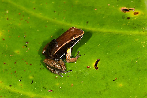 Allobates femoralis with tadpoles - side view, La Isla Escondida, Colombia On this day, we exited the La Isla Escondida reserve after 5 full days there. We followed the same path that took us in, in opposite direction, 7km through the jungle. On our way out, our guide Manuel found this wonderful poison frog with tadpoles on the back. And that makes it the final observation from La Isla Escondida. 
https://www.jungledragon.com/image/73649/allobates_femoralis_with_tadpoles_la_isla_escondida_colombia.html
https://www.jungledragon.com/image/73650/allobates_femoralis_with_tadpoles_-_top_view_la_isla_escondida_colombia.html
https://www.jungledragon.com/image/73652/allobates_femoralis_with_tadpoles_-_side_view_2_la_isla_escondida_colombia.html
https://www.jungledragon.com/image/73653/allobates_femoralis_with_tadpoles_-_front_view_la_isla_escondida_colombia.html
https://www.jungledragon.com/image/73654/allobates_femoralis_tadpoles_la_isla_escondida_colombia.html

A few closing words on this location:

An unforgettable location for so many reasons. We had a primary rainforest all to ourselves for 5 days, aided by two extraordinary guides. We combined our wide interest in nature with hard work, by taking virtually every possible opportunity to explore and document what this forest has to offer. And it has rewarded us greatly:

https://www.jungledragon.com/tag/50999/la_isla_escondida.html

This set is as large as our typical set is for a total trip. But in this case it was only 5 days. It took me months just to share this single location. We managed to capture a stunning amount of diverse creatures:

- A few epic canopy-only birds
- Stunning insects all over
- Our first mothing attempt in the jungle
- A paradise for herping
- fun with fungi and creative lighting
- Incredible night tours

I could go on, but I'll let the set speak for itself. In 12 years of wildlife travel, nothing has come close to our experience here. I don't think we will ever match or top our productivity here, or the diversity found. But you can count on us to try anyway :) Allobates femoralis,Colombia,Colombia 2018,Colombia South,La Isla Escondida,Putumayo,South America,World