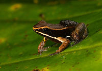 Allobates femoralis with tadpoles - side view 2, La Isla Escondida, Colombia On this day, we exited the La Isla Escondida reserve after 5 full days there. We followed the same path that took us in, in opposite direction, 7km through the jungle. On our way out, our guide Manuel found this wonderful poison frog with tadpoles on the back. And that makes it the final observation from La Isla Escondida. <br />
https://www.jungledragon.com/image/73649/allobates_femoralis_with_tadpoles_la_isla_escondida_colombia.html<br />
https://www.jungledragon.com/image/73650/allobates_femoralis_with_tadpoles_-_top_view_la_isla_escondida_colombia.html<br />
https://www.jungledragon.com/image/73651/allobates_femoralis_with_tadpoles_-_side_view_la_isla_escondida_colombia.html<br />
https://www.jungledragon.com/image/73653/allobates_femoralis_with_tadpoles_-_front_view_la_isla_escondida_colombia.html<br />
https://www.jungledragon.com/image/73654/allobates_femoralis_tadpoles_la_isla_escondida_colombia.html<br />
<br />
A few closing words on this location:<br />
<br />
An unforgettable location for so many reasons. We had a primary rainforest all to ourselves for 5 days, aided by two extraordinary guides. We combined our wide interest in nature with hard work, by taking virtually every possible opportunity to explore and document what this forest has to offer. And it has rewarded us greatly:<br />
<br />
https://www.jungledragon.com/tag/50999/la_isla_escondida.html<br />
<br />
This set is as large as our typical set is for a total trip. But in this case it was only 5 days. It took me months just to share this single location. We managed to capture a stunning amount of diverse creatures:<br />
<br />
- A few epic canopy-only birds<br />
- Stunning insects all over<br />
- Our first mothing attempt in the jungle<br />
- A paradise for herping<br />
- fun with fungi and creative lighting<br />
- Incredible night tours<br />
<br />
I could go on, but I'll let the set speak for itself. In 12 years of wildlife travel, nothing has come close to our experience here. I don't think we will ever match or top our productivity here, or the diversity found. But you can count on us to try anyway :) Allobates femoralis,Colombia,Colombia 2018,Colombia South,La Isla Escondida,Putumayo,South America,World