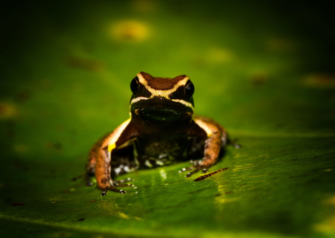 Allobates femoralis with tadpoles - front view, La Isla Escondida, Colombia On this day, we exited the La Isla Escondida reserve after 5 full days there. We followed the same path that took us in, in opposite direction, 7km through the jungle. On our way out, our guide Manuel found this wonderful poison frog with tadpoles on the back. And that makes it the final observation from La Isla Escondida. <br />
<figure class="photo"><a href="https://www.jungledragon.com/image/73649/allobates_femoralis_with_tadpoles_la_isla_escondida_colombia.html" title="Allobates femoralis with tadpoles, La Isla Escondida, Colombia"><img src="https://s3.amazonaws.com/media.jungledragon.com/images/2/73649_thumb.jpg?AWSAccessKeyId=05GMT0V3GWVNE7GGM1R2&Expires=1770854410&Signature=q4wEoBVVeHAUgIdQx5pT%2Fz5GCqs%3D" width="200" height="134" alt="Allobates femoralis with tadpoles, La Isla Escondida, Colombia On this day, we exited the La Isla Escondida reserve after 5 full days there. We followed the same path that took us in, in opposite direction, 7km through the jungle. On our way out, our guide Manuel found this wonderful poison frog with tadpoles on the back. And that makes it the final observation from La Isla Escondida. <br />
https://www.jungledragon.com/image/73650/allobates_femoralis_with_tadpoles_-_top_view_la_isla_escondida_colombia.html<br />
https://www.jungledragon.com/image/73651/allobates_femoralis_with_tadpoles_-_side_view_la_isla_escondida_colombia.html<br />
https://www.jungledragon.com/image/73652/allobates_femoralis_with_tadpoles_-_side_view_2_la_isla_escondida_colombia.html<br />
https://www.jungledragon.com/image/73653/allobates_femoralis_with_tadpoles_-_front_view_la_isla_escondida_colombia.html<br />
https://www.jungledragon.com/image/73654/allobates_femoralis_tadpoles_la_isla_escondida_colombia.html<br />
<br />
A few closing words on this location:<br />
<br />
An unforgettable location for so many reasons. We had a primary rainforest all to ourselves for 5 days, aided by two extraordinary guides. We combined our wide interest in nature with hard work, by taking virtually every possible opportunity to explore and document what this forest has to offer. And it has rewarded us greatly:<br />
<br />
https://www.jungledragon.com/tag/50999/la_isla_escondida.html<br />
<br />
This set is as large as our typical set is for a total trip. But in this case it was only 5 days. It took me months just to share this single location. We managed to capture a stunning amount of diverse creatures:<br />
<br />
- A few epic canopy-only birds<br />
- Stunning insects all over<br />
- Our first mothing attempt in the jungle<br />
- A paradise for herping<br />
- fun with fungi and creative lighting<br />
- Incredible night tours<br />
<br />
I could go on, but I'll let the set speak for itself. In 12 years of wildlife travel, nothing has come close to our experience here. I don't think we will ever match or top our productivity here, or the diversity found. But you can count on us to try anyway :) Allobates femoralis,Colombia,Colombia 2018,Colombia South,La Isla Escondida,Putumayo,South America,World" /></a></figure><br />
<figure class="photo"><a href="https://www.jungledragon.com/image/73650/allobates_femoralis_with_tadpoles_-_top_view_la_isla_escondida_colombia.html" title="Allobates femoralis with tadpoles - top view, La Isla Escondida, Colombia"><img src="https://s3.amazonaws.com/media.jungledragon.com/images/2/73650_thumb.jpg?AWSAccessKeyId=05GMT0V3GWVNE7GGM1R2&Expires=1770854410&Signature=Roh7Wuq%2BmWCv3JuY99rvcRqOiDc%3D" width="122" height="152" alt="Allobates femoralis with tadpoles - top view, La Isla Escondida, Colombia On this day, we exited the La Isla Escondida reserve after 5 full days there. We followed the same path that took us in, in opposite direction, 7km through the jungle. On our way out, our guide Manuel found this wonderful poison frog with tadpoles on the back. And that makes it the final observation from La Isla Escondida. <br />
https://www.jungledragon.com/image/73649/allobates_femoralis_with_tadpoles_la_isla_escondida_colombia.html<br />
https://www.jungledragon.com/image/73651/allobates_femoralis_with_tadpoles_-_side_view_la_isla_escondida_colombia.html<br />
https://www.jungledragon.com/image/73652/allobates_femoralis_with_tadpoles_-_side_view_2_la_isla_escondida_colombia.html<br />
https://www.jungledragon.com/image/73653/allobates_femoralis_with_tadpoles_-_front_view_la_isla_escondida_colombia.html<br />
https://www.jungledragon.com/image/73654/allobates_femoralis_tadpoles_la_isla_escondida_colombia.html<br />
<br />
A few closing words on this location:<br />
<br />
An unforgettable location for so many reasons. We had a primary rainforest all to ourselves for 5 days, aided by two extraordinary guides. We combined our wide interest in nature with hard work, by taking virtually every possible opportunity to explore and document what this forest has to offer. And it has rewarded us greatly:<br />
<br />
https://www.jungledragon.com/tag/50999/la_isla_escondida.html<br />
<br />
This set is as large as our typical set is for a total trip. But in this case it was only 5 days. It took me months just to share this single location. We managed to capture a stunning amount of diverse creatures:<br />
<br />
- A few epic canopy-only birds<br />
- Stunning insects all over<br />
- Our first mothing attempt in the jungle<br />
- A paradise for herping<br />
- fun with fungi and creative lighting<br />
- Incredible night tours<br />
<br />
I could go on, but I'll let the set speak for itself. In 12 years of wildlife travel, nothing has come close to our experience here. I don't think we will ever match or top our productivity here, or the diversity found. But you can count on us to try anyway :) Allobates femoralis,Colombia,Colombia 2018,Colombia South,La Isla Escondida,Putumayo,South America,World" /></a></figure><br />
<figure class="photo"><a href="https://www.jungledragon.com/image/73651/allobates_femoralis_with_tadpoles_-_side_view_la_isla_escondida_colombia.html" title="Allobates femoralis with tadpoles - side view, La Isla Escondida, Colombia"><img src="https://s3.amazonaws.com/media.jungledragon.com/images/2/73651_thumb.jpg?AWSAccessKeyId=05GMT0V3GWVNE7GGM1R2&Expires=1770854410&Signature=DUz0ePVMt0FBvyu6hIWFtrSvzk8%3D" width="200" height="134" alt="Allobates femoralis with tadpoles - side view, La Isla Escondida, Colombia On this day, we exited the La Isla Escondida reserve after 5 full days there. We followed the same path that took us in, in opposite direction, 7km through the jungle. On our way out, our guide Manuel found this wonderful poison frog with tadpoles on the back. And that makes it the final observation from La Isla Escondida. <br />
https://www.jungledragon.com/image/73649/allobates_femoralis_with_tadpoles_la_isla_escondida_colombia.html<br />
https://www.jungledragon.com/image/73650/allobates_femoralis_with_tadpoles_-_top_view_la_isla_escondida_colombia.html<br />
https://www.jungledragon.com/image/73652/allobates_femoralis_with_tadpoles_-_side_view_2_la_isla_escondida_colombia.html<br />
https://www.jungledragon.com/image/73653/allobates_femoralis_with_tadpoles_-_front_view_la_isla_escondida_colombia.html<br />
https://www.jungledragon.com/image/73654/allobates_femoralis_tadpoles_la_isla_escondida_colombia.html<br />
<br />
A few closing words on this location:<br />
<br />
An unforgettable location for so many reasons. We had a primary rainforest all to ourselves for 5 days, aided by two extraordinary guides. We combined our wide interest in nature with hard work, by taking virtually every possible opportunity to explore and document what this forest has to offer. And it has rewarded us greatly:<br />
<br />
https://www.jungledragon.com/tag/50999/la_isla_escondida.html<br />
<br />
This set is as large as our typical set is for a total trip. But in this case it was only 5 days. It took me months just to share this single location. We managed to capture a stunning amount of diverse creatures:<br />
<br />
- A few epic canopy-only birds<br />
- Stunning insects all over<br />
- Our first mothing attempt in the jungle<br />
- A paradise for herping<br />
- fun with fungi and creative lighting<br />
- Incredible night tours<br />
<br />
I could go on, but I'll let the set speak for itself. In 12 years of wildlife travel, nothing has come close to our experience here. I don't think we will ever match or top our productivity here, or the diversity found. But you can count on us to try anyway :) Allobates femoralis,Colombia,Colombia 2018,Colombia South,La Isla Escondida,Putumayo,South America,World" /></a></figure><br />
<figure class="photo"><a href="https://www.jungledragon.com/image/73652/allobates_femoralis_with_tadpoles_-_side_view_2_la_isla_escondida_colombia.html" title="Allobates femoralis with tadpoles - side view 2, La Isla Escondida, Colombia"><img src="https://s3.amazonaws.com/media.jungledragon.com/images/2/73652_thumb.jpg?AWSAccessKeyId=05GMT0V3GWVNE7GGM1R2&Expires=1770854410&Signature=9cEyKqCZGXteXOCnI2GPmBY1saA%3D" width="200" height="140" alt="Allobates femoralis with tadpoles - side view 2, La Isla Escondida, Colombia On this day, we exited the La Isla Escondida reserve after 5 full days there. We followed the same path that took us in, in opposite direction, 7km through the jungle. On our way out, our guide Manuel found this wonderful poison frog with tadpoles on the back. And that makes it the final observation from La Isla Escondida. <br />
https://www.jungledragon.com/image/73649/allobates_femoralis_with_tadpoles_la_isla_escondida_colombia.html<br />
https://www.jungledragon.com/image/73650/allobates_femoralis_with_tadpoles_-_top_view_la_isla_escondida_colombia.html<br />
https://www.jungledragon.com/image/73651/allobates_femoralis_with_tadpoles_-_side_view_la_isla_escondida_colombia.html<br />
https://www.jungledragon.com/image/73653/allobates_femoralis_with_tadpoles_-_front_view_la_isla_escondida_colombia.html<br />
https://www.jungledragon.com/image/73654/allobates_femoralis_tadpoles_la_isla_escondida_colombia.html<br />
<br />
A few closing words on this location:<br />
<br />
An unforgettable location for so many reasons. We had a primary rainforest all to ourselves for 5 days, aided by two extraordinary guides. We combined our wide interest in nature with hard work, by taking virtually every possible opportunity to explore and document what this forest has to offer. And it has rewarded us greatly:<br />
<br />
https://www.jungledragon.com/tag/50999/la_isla_escondida.html<br />
<br />
This set is as large as our typical set is for a total trip. But in this case it was only 5 days. It took me months just to share this single location. We managed to capture a stunning amount of diverse creatures:<br />
<br />
- A few epic canopy-only birds<br />
- Stunning insects all over<br />
- Our first mothing attempt in the jungle<br />
- A paradise for herping<br />
- fun with fungi and creative lighting<br />
- Incredible night tours<br />
<br />
I could go on, but I'll let the set speak for itself. In 12 years of wildlife travel, nothing has come close to our experience here. I don't think we will ever match or top our productivity here, or the diversity found. But you can count on us to try anyway :) Allobates femoralis,Colombia,Colombia 2018,Colombia South,La Isla Escondida,Putumayo,South America,World" /></a></figure><br />
<figure class="photo"><a href="https://www.jungledragon.com/image/73654/allobates_femoralis_tadpoles_la_isla_escondida_colombia.html" title="Allobates femoralis tadpoles, La Isla Escondida, Colombia"><img src="https://s3.amazonaws.com/media.jungledragon.com/images/2/73654_thumb.jpg?AWSAccessKeyId=05GMT0V3GWVNE7GGM1R2&Expires=1770854410&Signature=61Zt%2FsRTKCNb3ktELXhP1TqwpbY%3D" width="200" height="156" alt="Allobates femoralis tadpoles, La Isla Escondida, Colombia On this day, we exited the La Isla Escondida reserve after 5 full days there. We followed the same path that took us in, in opposite direction, 7km through the jungle. On our way out, our guide Manuel found this wonderful poison frog with tadpoles on the back. And that makes it the final observation from La Isla Escondida. <br />
https://www.jungledragon.com/image/73649/allobates_femoralis_with_tadpoles_la_isla_escondida_colombia.html<br />
https://www.jungledragon.com/image/73650/allobates_femoralis_with_tadpoles_-_top_view_la_isla_escondida_colombia.html<br />
https://www.jungledragon.com/image/73651/allobates_femoralis_with_tadpoles_-_side_view_la_isla_escondida_colombia.html<br />
https://www.jungledragon.com/image/73652/allobates_femoralis_with_tadpoles_-_side_view_2_la_isla_escondida_colombia.html<br />
https://www.jungledragon.com/image/73653/allobates_femoralis_with_tadpoles_-_front_view_la_isla_escondida_colombia.html<br />
<br />
A few closing words on this location:<br />
<br />
An unforgettable location for so many reasons. We had a primary rainforest all to ourselves for 5 days, aided by two extraordinary guides. We combined our wide interest in nature with hard work, by taking virtually every possible opportunity to explore and document what this forest has to offer. And it has rewarded us greatly:<br />
<br />
https://www.jungledragon.com/tag/50999/la_isla_escondida.html<br />
<br />
This set is as large as our typical set is for a total trip. But in this case it was only 5 days. It took me months just to share this single location. We managed to capture a stunning amount of diverse creatures:<br />
<br />
- A few epic canopy-only birds<br />
- Stunning insects all over<br />
- Our first mothing attempt in the jungle<br />
- A paradise for herping<br />
- fun with fungi and creative lighting<br />
- Incredible night tours<br />
<br />
I could go on, but I'll let the set speak for itself. In 12 years of wildlife travel, nothing has come close to our experience here. I don't think we will ever match or top our productivity here, or the diversity found. But you can count on us to try anyway :) Allobates femoralis,Colombia,Colombia 2018,Colombia South,La Isla Escondida,Putumayo,South America,World" /></a></figure><br />
<br />
A few closing words on this location:<br />
<br />
An unforgettable location for so many reasons. We had a primary rainforest all to ourselves for 5 days, aided by two extraordinary guides. We combined our wide interest in nature with hard work, by taking virtually every possible opportunity to explore and document what this forest has to offer. And it has rewarded us greatly:<br />
<br />
<a href="https://www.jungledragon.com/tag/50999/la_isla_escondida.html" title="La Isla Escondida" class="tag"><em>1103</em>La Isla Escondida</a><br />
<br />
This set is as large as our typical set is for a total trip. But in this case it was only 5 days. It took me months just to share this single location. We managed to capture a stunning amount of diverse creatures:<br />
<br />
- A few epic canopy-only birds<br />
- Stunning insects all over<br />
- Our first mothing attempt in the jungle<br />
- A paradise for herping<br />
- fun with fungi and creative lighting<br />
- Incredible night tours<br />
<br />
I could go on, but I'll let the set speak for itself. In 12 years of wildlife travel, nothing has come close to our experience here. I don't think we will ever match or top our productivity here, or the diversity found. But you can count on us to try anyway :) Allobates femoralis,Colombia,Colombia 2018,Colombia South,La Isla Escondida,Putumayo,South America,World