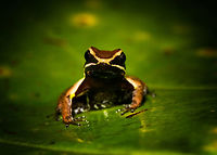 Allobates femoralis with tadpoles - front view, La Isla Escondida, Colombia On this day, we exited the La Isla Escondida reserve after 5 full days there. We followed the same path that took us in, in opposite direction, 7km through the jungle. On our way out, our guide Manuel found this wonderful poison frog with tadpoles on the back. And that makes it the final observation from La Isla Escondida. <br />
https://www.jungledragon.com/image/73649/allobates_femoralis_with_tadpoles_la_isla_escondida_colombia.html<br />
https://www.jungledragon.com/image/73650/allobates_femoralis_with_tadpoles_-_top_view_la_isla_escondida_colombia.html<br />
https://www.jungledragon.com/image/73651/allobates_femoralis_with_tadpoles_-_side_view_la_isla_escondida_colombia.html<br />
https://www.jungledragon.com/image/73652/allobates_femoralis_with_tadpoles_-_side_view_2_la_isla_escondida_colombia.html<br />
https://www.jungledragon.com/image/73654/allobates_femoralis_tadpoles_la_isla_escondida_colombia.html<br />
<br />
A few closing words on this location:<br />
<br />
An unforgettable location for so many reasons. We had a primary rainforest all to ourselves for 5 days, aided by two extraordinary guides. We combined our wide interest in nature with hard work, by taking virtually every possible opportunity to explore and document what this forest has to offer. And it has rewarded us greatly:<br />
<br />
https://www.jungledragon.com/tag/50999/la_isla_escondida.html<br />
<br />
This set is as large as our typical set is for a total trip. But in this case it was only 5 days. It took me months just to share this single location. We managed to capture a stunning amount of diverse creatures:<br />
<br />
- A few epic canopy-only birds<br />
- Stunning insects all over<br />
- Our first mothing attempt in the jungle<br />
- A paradise for herping<br />
- fun with fungi and creative lighting<br />
- Incredible night tours<br />
<br />
I could go on, but I'll let the set speak for itself. In 12 years of wildlife travel, nothing has come close to our experience here. I don't think we will ever match or top our productivity here, or the diversity found. But you can count on us to try anyway :) Allobates femoralis,Colombia,Colombia 2018,Colombia South,La Isla Escondida,Putumayo,South America,World