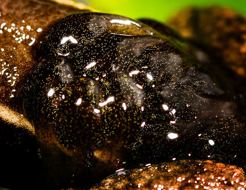 Allobates femoralis tadpoles, La Isla Escondida, Colombia On this day, we exited the La Isla Escondida reserve after 5 full days there. We followed the same path that took us in, in opposite direction, 7km through the jungle. On our way out, our guide Manuel found this wonderful poison frog with tadpoles on the back. And that makes it the final observation from La Isla Escondida. 
https://www.jungledragon.com/image/73649/allobates_femoralis_with_tadpoles_la_isla_escondida_colombia.html
https://www.jungledragon.com/image/73650/allobates_femoralis_with_tadpoles_-_top_view_la_isla_escondida_colombia.html
https://www.jungledragon.com/image/73651/allobates_femoralis_with_tadpoles_-_side_view_la_isla_escondida_colombia.html
https://www.jungledragon.com/image/73652/allobates_femoralis_with_tadpoles_-_side_view_2_la_isla_escondida_colombia.html
https://www.jungledragon.com/image/73653/allobates_femoralis_with_tadpoles_-_front_view_la_isla_escondida_colombia.html

A few closing words on this location:

An unforgettable location for so many reasons. We had a primary rainforest all to ourselves for 5 days, aided by two extraordinary guides. We combined our wide interest in nature with hard work, by taking virtually every possible opportunity to explore and document what this forest has to offer. And it has rewarded us greatly:

https://www.jungledragon.com/tag/50999/la_isla_escondida.html

This set is as large as our typical set is for a total trip. But in this case it was only 5 days. It took me months just to share this single location. We managed to capture a stunning amount of diverse creatures:

- A few epic canopy-only birds
- Stunning insects all over
- Our first mothing attempt in the jungle
- A paradise for herping
- fun with fungi and creative lighting
- Incredible night tours

I could go on, but I'll let the set speak for itself. In 12 years of wildlife travel, nothing has come close to our experience here. I don't think we will ever match or top our productivity here, or the diversity found. But you can count on us to try anyway :) Allobates femoralis,Colombia,Colombia 2018,Colombia South,La Isla Escondida,Putumayo,South America,World