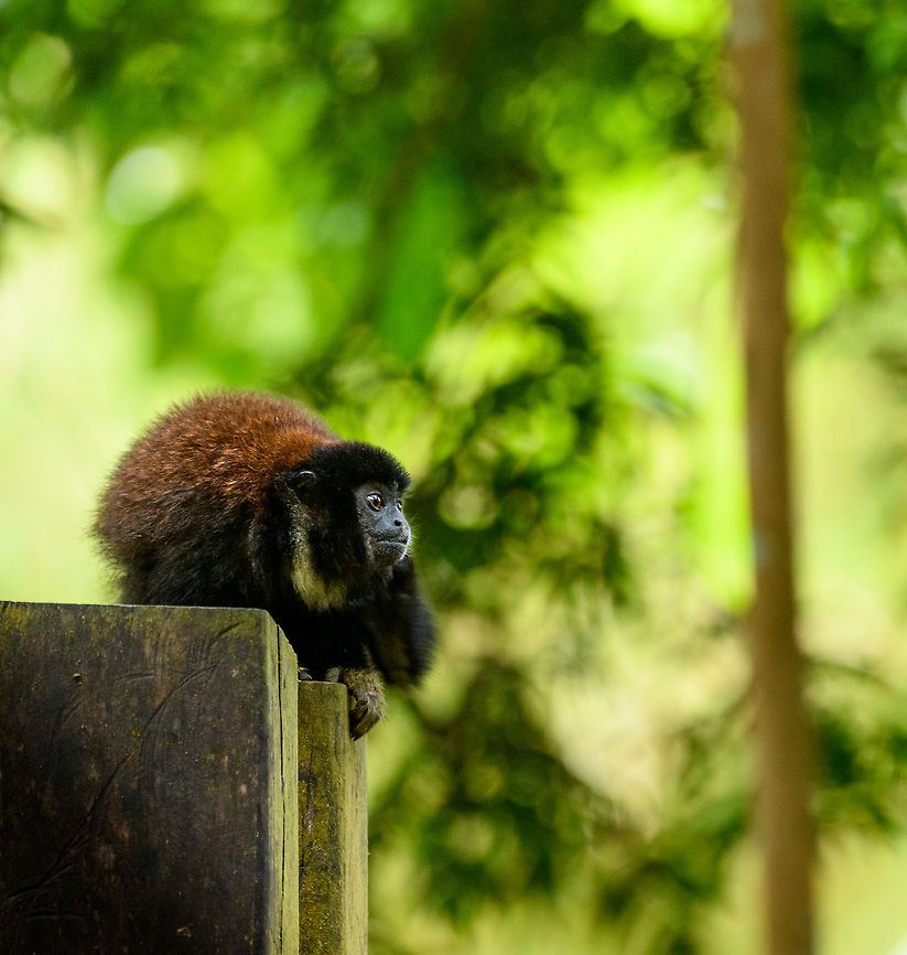 Black Titi, Parque Suruma, Colombia Whilst in transit, we briefly visited Parque Suruma, a small wildlife refugee park that rehabilitates wildlife formerly used as a pet. This Black Titi was freely roaming inside the park. Black titi,Colombia,Colombia 2018,Colombia South,Mocoa,Parque Suruma,Putumayo,South America,Suruma,World,lugens