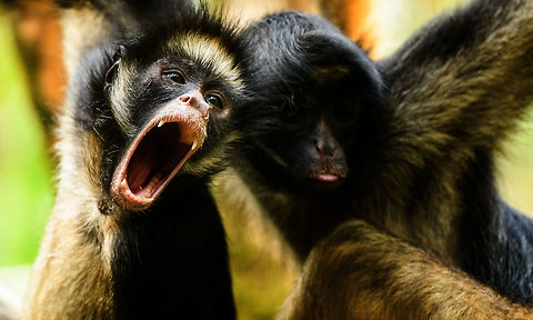White-fronted spider monkeys, Parque Suruma, Colombia An endangered species, these two in captivity at Parque Suruma, Colombia. Ateles belzebuth,Colombia,Colombia 2018,Colombia South,Mocoa,Parque Suruma,Putumayo,South America,Suruma,White-fronted spider monkey,World