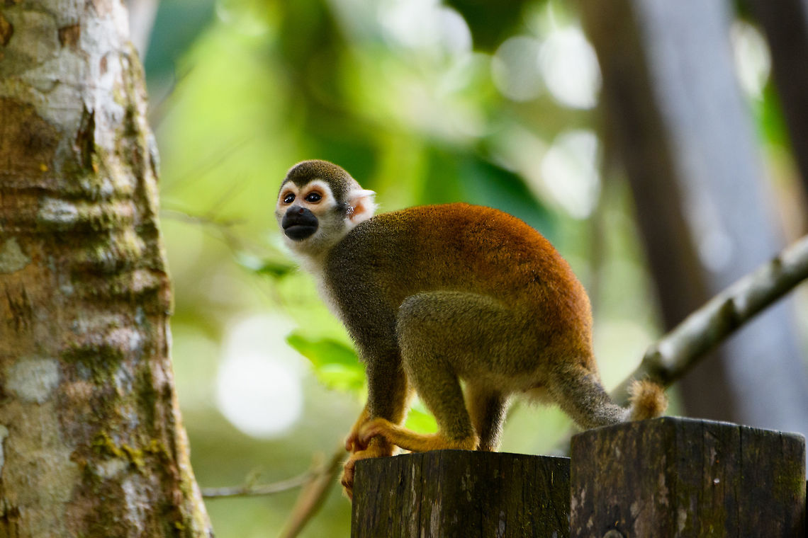 Common squirrel monkey, Parque Suruma, Colombia In captivity at Parque Suruma, but freely roaming inside the park.<br />
<figure class="photo"><a href="https://www.jungledragon.com/image/73664/common_squirrel_monkey_-_perched_parque_suruma_colombia.html" title="Common squirrel monkey - perched, Parque Suruma, Colombia"><img src="https://s3.amazonaws.com/media.jungledragon.com/images/2/73664_thumb.jpg?AWSAccessKeyId=05GMT0V3GWVNE7GGM1R2&Expires=1759968010&Signature=7r8ZiOtFUCEc%2B%2Fajd0QMoY3Wa3s%3D" width="200" height="152" alt="Common squirrel monkey - perched, Parque Suruma, Colombia In captivity at Parque Suruma, but freely roaming inside the park. <br />
https://www.jungledragon.com/image/73663/common_squirrel_monkey_parque_suruma_colombia.html Colombia,Colombia 2018,Colombia South,Common squirrel monkey,Mocoa,Parque Suruma,Putumayo,Saimiri sciureus,South America,Suruma,World" /></a></figure> Colombia,Colombia 2018,Colombia South,Common squirrel monkey,Mocoa,Parque Suruma,Putumayo,Saimiri sciureus,South America,Suruma,World
