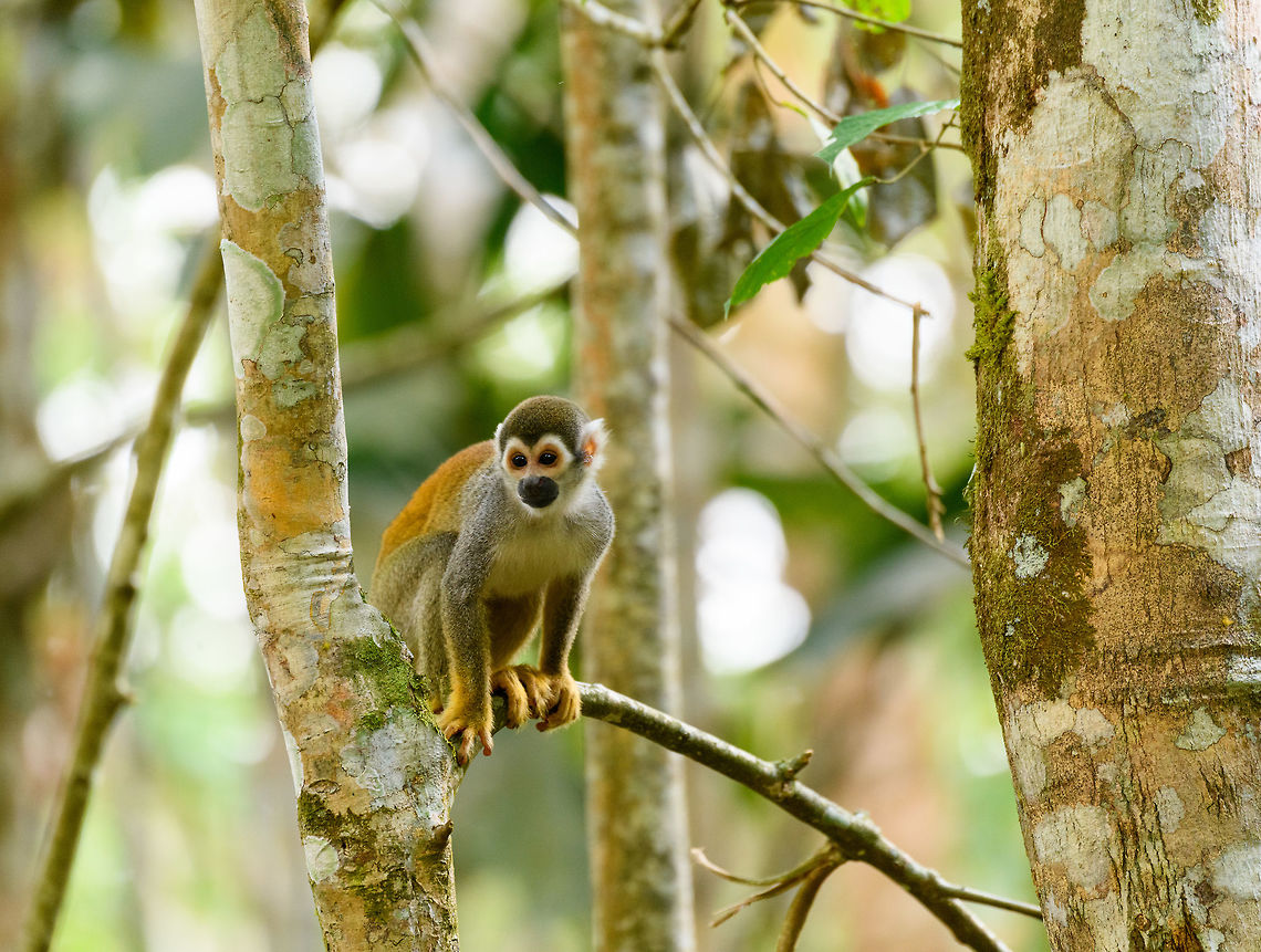 Common squirrel monkey - perched, Parque Suruma, Colombia In captivity at Parque Suruma, but freely roaming inside the park. <br />
<figure class="photo"><a href="https://www.jungledragon.com/image/73663/common_squirrel_monkey_parque_suruma_colombia.html" title="Common squirrel monkey, Parque Suruma, Colombia"><img src="https://s3.amazonaws.com/media.jungledragon.com/images/2/73663_thumb.jpg?AWSAccessKeyId=05GMT0V3GWVNE7GGM1R2&Expires=1759968010&Signature=TjxbDn%2BD8xZgw2VMFuGVkHKy3VE%3D" width="200" height="134" alt="Common squirrel monkey, Parque Suruma, Colombia In captivity at Parque Suruma, but freely roaming inside the park.<br />
https://www.jungledragon.com/image/73664/common_squirrel_monkey_-_perched_parque_suruma_colombia.html Colombia,Colombia 2018,Colombia South,Common squirrel monkey,Mocoa,Parque Suruma,Putumayo,Saimiri sciureus,South America,Suruma,World" /></a></figure> Colombia,Colombia 2018,Colombia South,Common squirrel monkey,Mocoa,Parque Suruma,Putumayo,Saimiri sciureus,South America,Suruma,World
