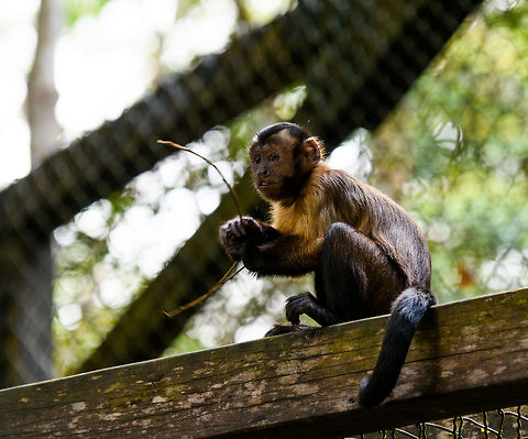 Tufted Capuchin, Parque Suruma, Colombia In captivity at Parque Suruma, Colombia. Cebus apella,Colombia,Colombia 2018,Colombia South,Mocoa,Parque Suruma,Putumayo,South America,Suruma,Tufted capuchin,World,apella
