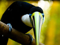 White-throated Toucan - front, Parque Suruma, Colombia In captivity at Parque Suruma, Colombia.<br />
https://www.jungledragon.com/image/73667/white-throated_toucan_parque_suruma_colombia.html Colombia,Colombia 2018,Colombia South,Mocoa,Parque Suruma,Putumayo,Ramphastos tucanus,South America,Suruma,White-throated Toucan,World