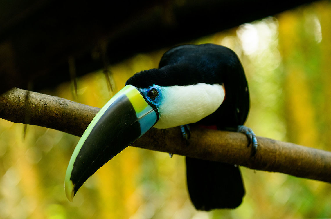 White-throated Toucan, Parque Suruma, Colombia In captivity at Parque Suruma, Colombia.<br />
<figure class="photo"><a href="https://www.jungledragon.com/image/73666/white-throated_toucan_-_front_parque_suruma_colombia.html" title="White-throated Toucan - front, Parque Suruma, Colombia"><img src="https://s3.amazonaws.com/media.jungledragon.com/images/2/73666_thumb.jpg?AWSAccessKeyId=05GMT0V3GWVNE7GGM1R2&Expires=1769040010&Signature=Sr6g0FWiakXcZjejpsvmYKNK3ww%3D" width="200" height="150" alt="White-throated Toucan - front, Parque Suruma, Colombia In captivity at Parque Suruma, Colombia.<br />
https://www.jungledragon.com/image/73667/white-throated_toucan_parque_suruma_colombia.html Colombia,Colombia 2018,Colombia South,Mocoa,Parque Suruma,Putumayo,Ramphastos tucanus,South America,Suruma,White-throated Toucan,World" /></a></figure> Colombia,Colombia 2018,Colombia South,Mocoa,Parque Suruma,Putumayo,Ramphastos tucanus,South America,Suruma,White-throated Toucan,World