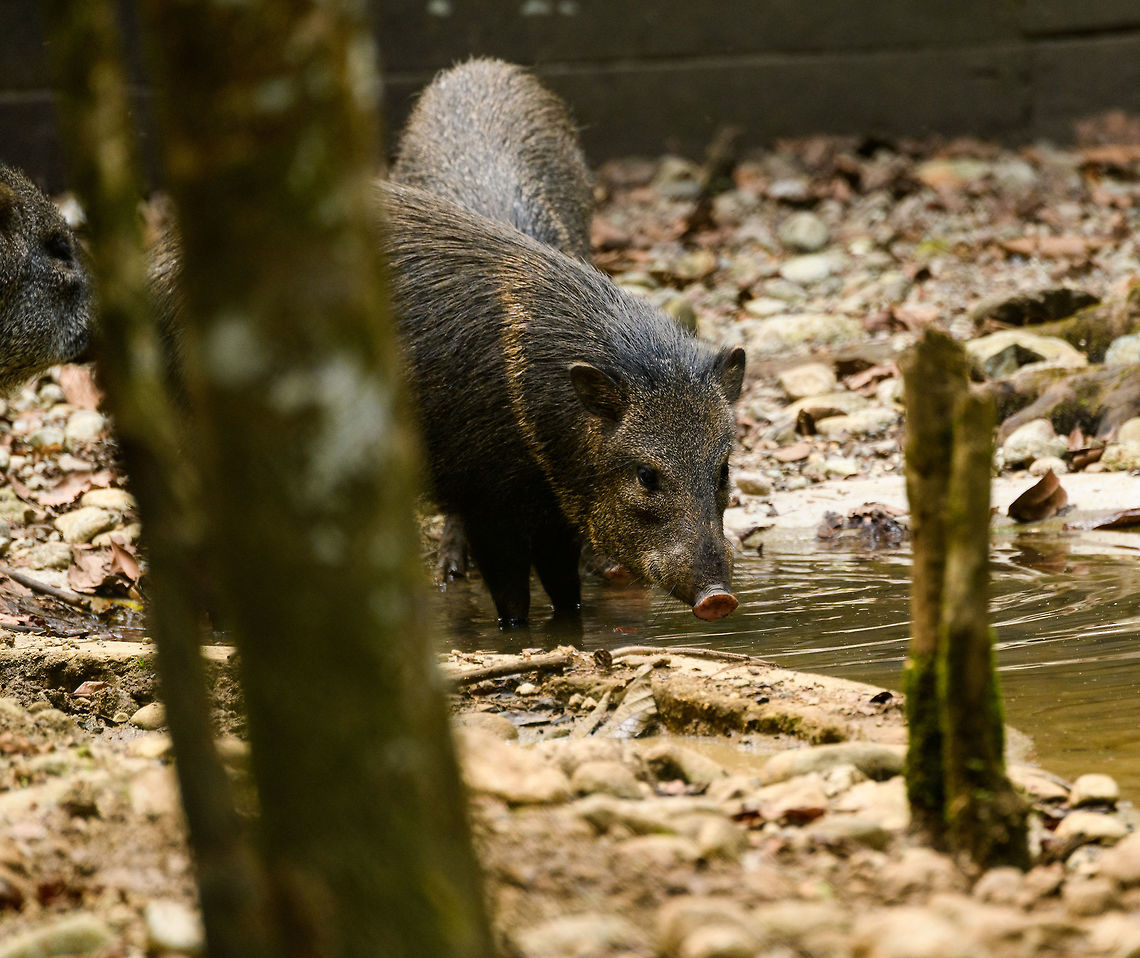 Collared peccary, Parque Suruma, Colombia In captivity at Parque Suruma, Colombia<br />
<figure class="photo"><a href="https://www.jungledragon.com/image/73670/collared_peccary_-_single_parque_suruma_colombia.html" title="Collared peccary - single, Parque Suruma, Colombia"><img src="https://s3.amazonaws.com/media.jungledragon.com/images/2/73670_thumb.jpg?AWSAccessKeyId=05GMT0V3GWVNE7GGM1R2&Expires=1769040010&Signature=E9Byu2baz5obm32bGumOyiQ3eks%3D" width="200" height="122" alt="Collared peccary - single, Parque Suruma, Colombia In captivity at Parque Suruma, Colombia<br />
https://www.jungledragon.com/image/73669/collared_peccary_parque_suruma_colombia.html Collared peccary,Colombia,Colombia 2018,Colombia South,Mocoa,Pecari tajacu,Putumayo,South America,Suruma,World" /></a></figure> Collared peccary,Colombia,Colombia 2018,Colombia South,Mocoa,Parque Suruma,Pecari tajacu,Putumayo,South America,Suruma,World