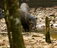 Collared peccary, Parque Suruma, Colombia In captivity at Parque Suruma, Colombia<br />
https://www.jungledragon.com/image/73670/collared_peccary_-_single_parque_suruma_colombia.html Collared peccary,Colombia,Colombia 2018,Colombia South,Mocoa,Parque Suruma,Pecari tajacu,Putumayo,South America,Suruma,World