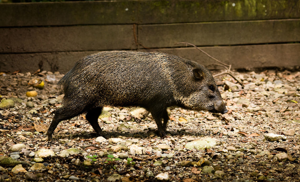 Collared peccary - single, Parque Suruma, Colombia In captivity at Parque Suruma, Colombia<br />
<figure class="photo"><a href="https://www.jungledragon.com/image/73669/collared_peccary_parque_suruma_colombia.html" title="Collared peccary, Parque Suruma, Colombia"><img src="https://s3.amazonaws.com/media.jungledragon.com/images/2/73669_thumb.jpg?AWSAccessKeyId=05GMT0V3GWVNE7GGM1R2&Expires=1769040010&Signature=qnma0DEDsb0Z5Y86pGEdDhda4uM%3D" width="200" height="170" alt="Collared peccary, Parque Suruma, Colombia In captivity at Parque Suruma, Colombia<br />
https://www.jungledragon.com/image/73670/collared_peccary_-_single_parque_suruma_colombia.html Collared peccary,Colombia,Colombia 2018,Colombia South,Mocoa,Parque Suruma,Pecari tajacu,Putumayo,South America,Suruma,World" /></a></figure> Collared peccary,Colombia,Colombia 2018,Colombia South,Mocoa,Pecari tajacu,Putumayo,South America,Suruma,World