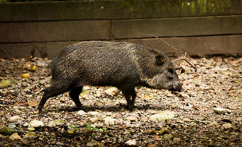 Collared peccary - single, Parque Suruma, Colombia In captivity at Parque Suruma, Colombia
https://www.jungledragon.com/image/73669/collared_peccary_parque_suruma_colombia.html Collared peccary,Colombia,Colombia 2018,Colombia South,Mocoa,Pecari tajacu,Putumayo,South America,Suruma,World