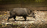 Collared peccary - single, Parque Suruma, Colombia In captivity at Parque Suruma, Colombia<br />
https://www.jungledragon.com/image/73669/collared_peccary_parque_suruma_colombia.html Collared peccary,Colombia,Colombia 2018,Colombia South,Mocoa,Pecari tajacu,Putumayo,South America,Suruma,World