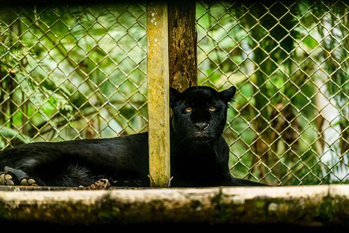 Black Panther (Jaguar), Parque Suruma, Colombia A sad sight at a beautiful animal. This one is in captivity at Parque Suruma, Colombia, a wildlife rehabilitation center. Quite likely this one was held as a pet.<br />
<br />
To clear up a common misconception: species-wise, there's no such thing as a black panther. They are black color variants of multiple big cat species, in this case of a Jaguar. Colombia,Colombia 2018,Colombia South,Jaguar,Mocoa,Panthera onca,Parque Suruma,Putumayo,South America,Suruma,World