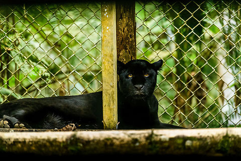 Black Panther (Jaguar), Parque Suruma, Colombia A sad sight at a beautiful animal. This one is in captivity at Parque Suruma, Colombia, a wildlife rehabilitation center. Quite likely this one was held as a pet.

To clear up a common misconception: species-wise, there's no such thing as a black panther. They are black color variants of multiple big cat species, in this case of a Jaguar.  Colombia,Colombia 2018,Colombia South,Jaguar,Mocoa,Panthera onca,Parque Suruma,Putumayo,South America,Suruma,World